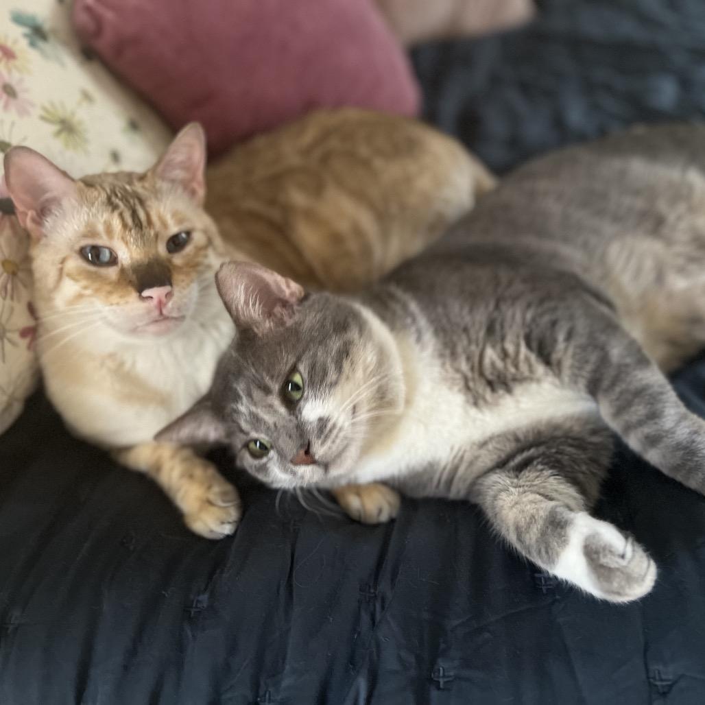 Pikachu, Adoptable, Adult Male Bengal & Exotic Shorthair.