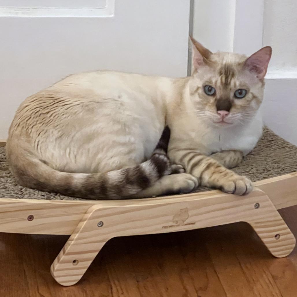 Pikachu, Adoptable, Adult Male Bengal & Exotic Shorthair.