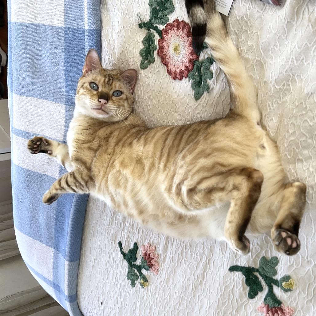 Enlarge Pikachu, a Adoptable mixed breed in Long Beach, CA image 5/6
