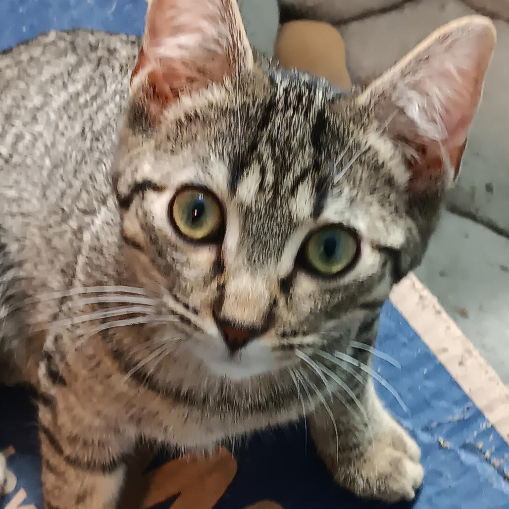 Enlarge Spazz, a Adoptable American Shorthair in Lima, OH image 1/1