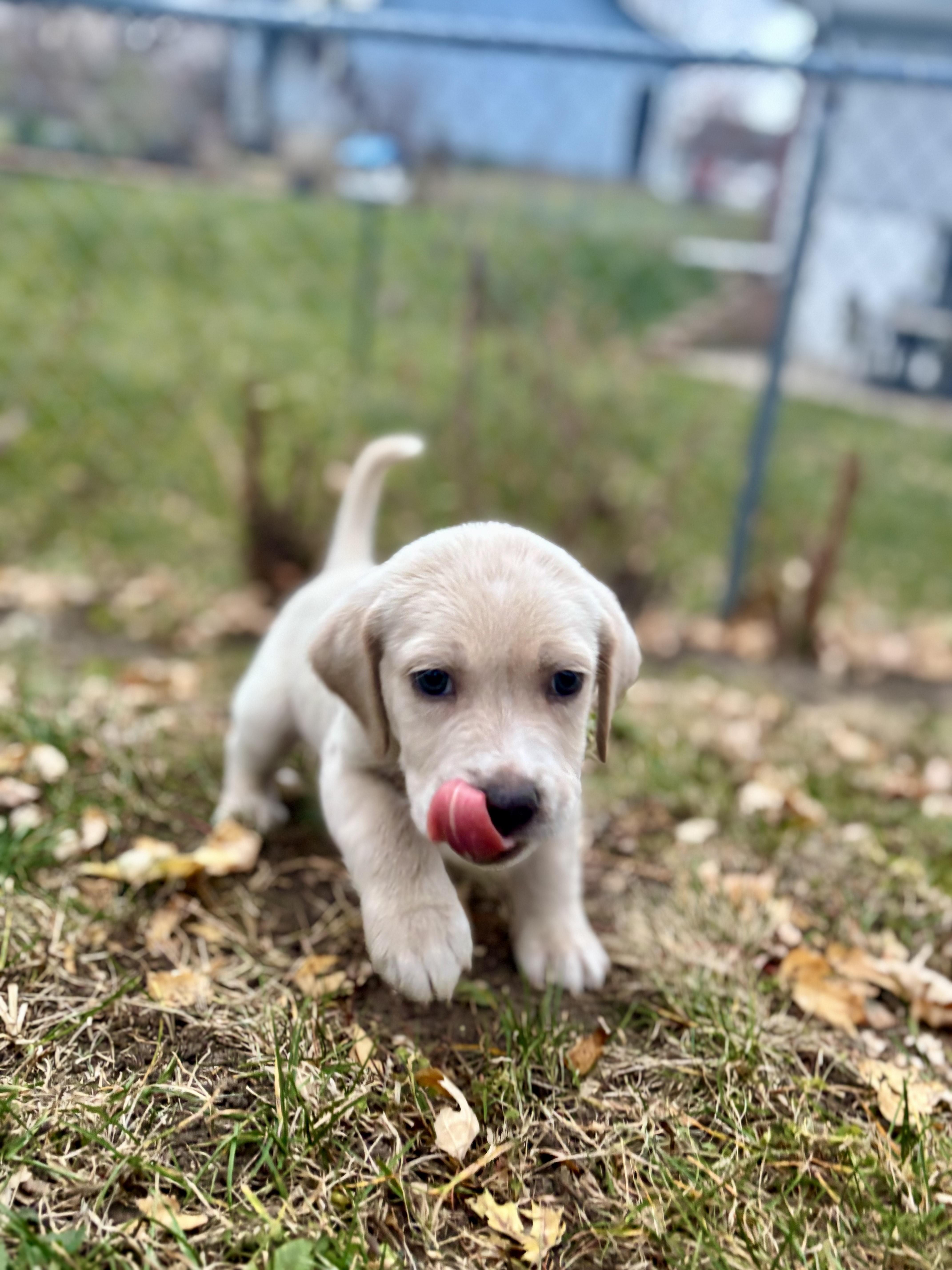 Rookie, a Adoptable mixed breed in Minneapolis, MN image 2/6