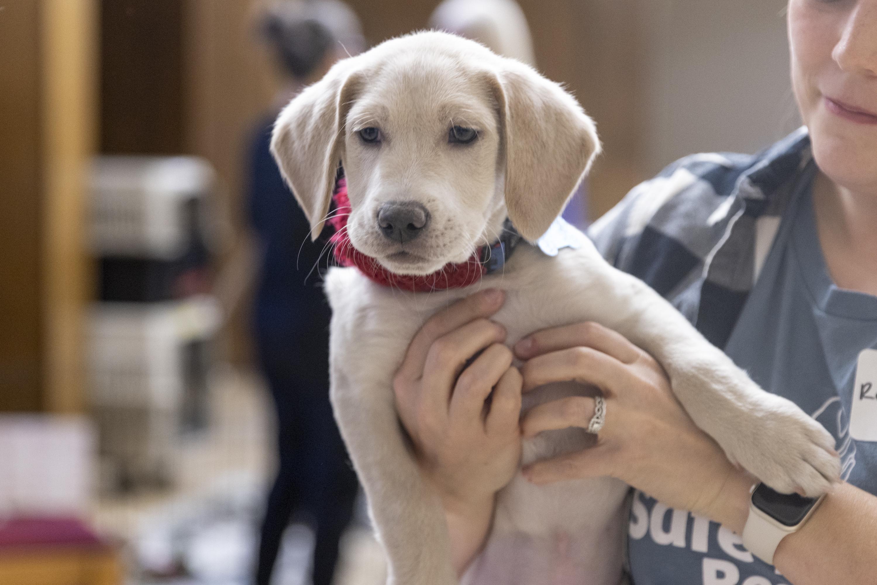 Enlarge Rookie, an adopted mixed breed in Minneapolis, MN image 6/6
