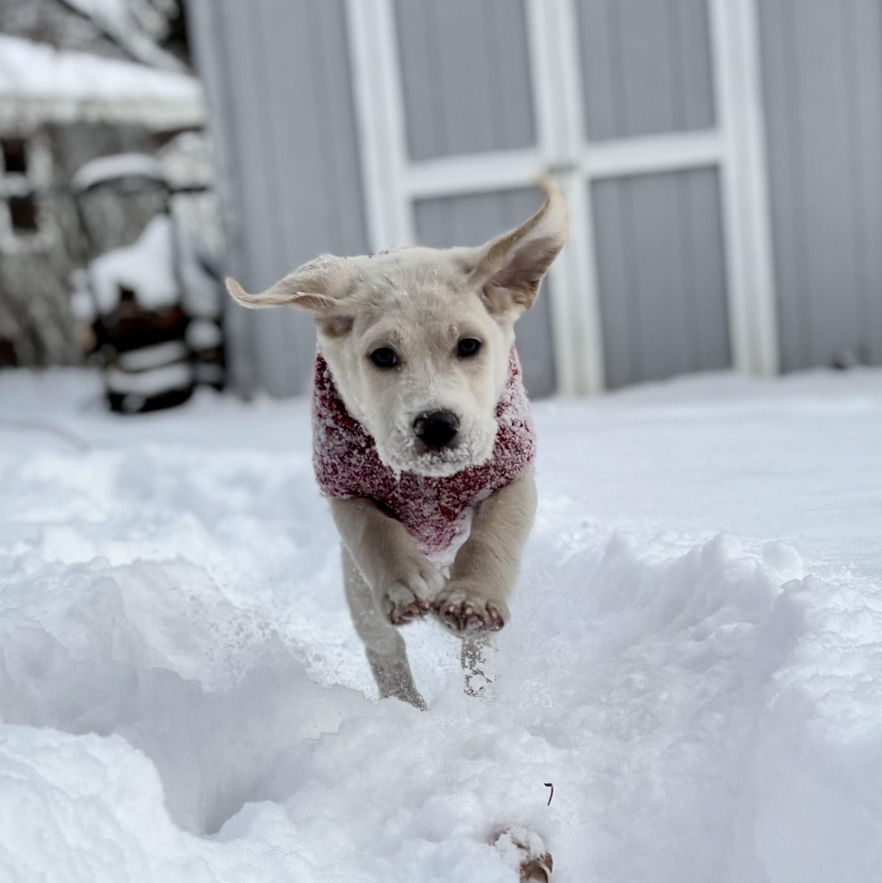 Enlarge Rookie, an adopted mixed breed in Minneapolis, MN image 3/6