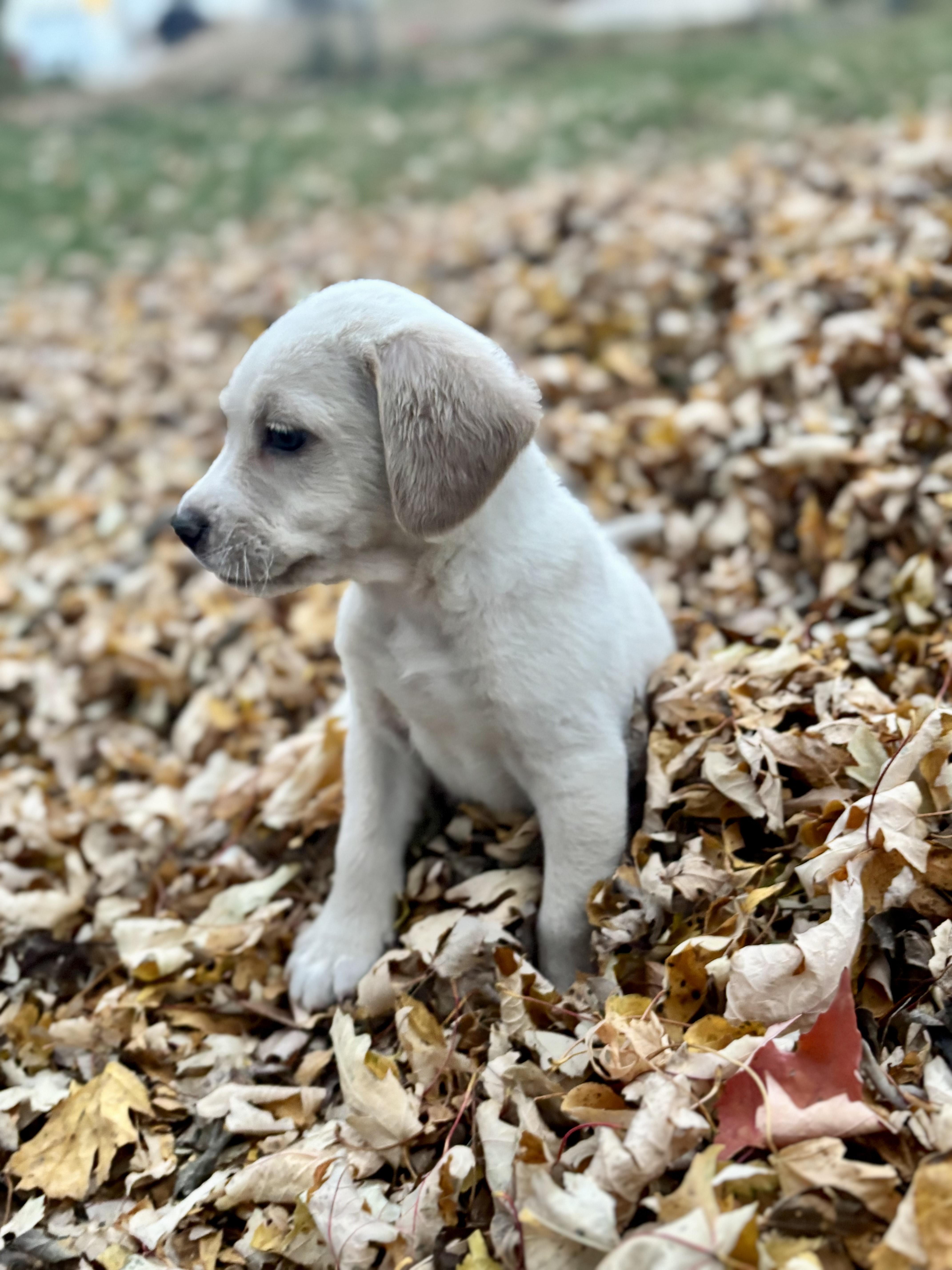 Rookie, a Adoptable mixed breed in Minneapolis, MN image 3/6