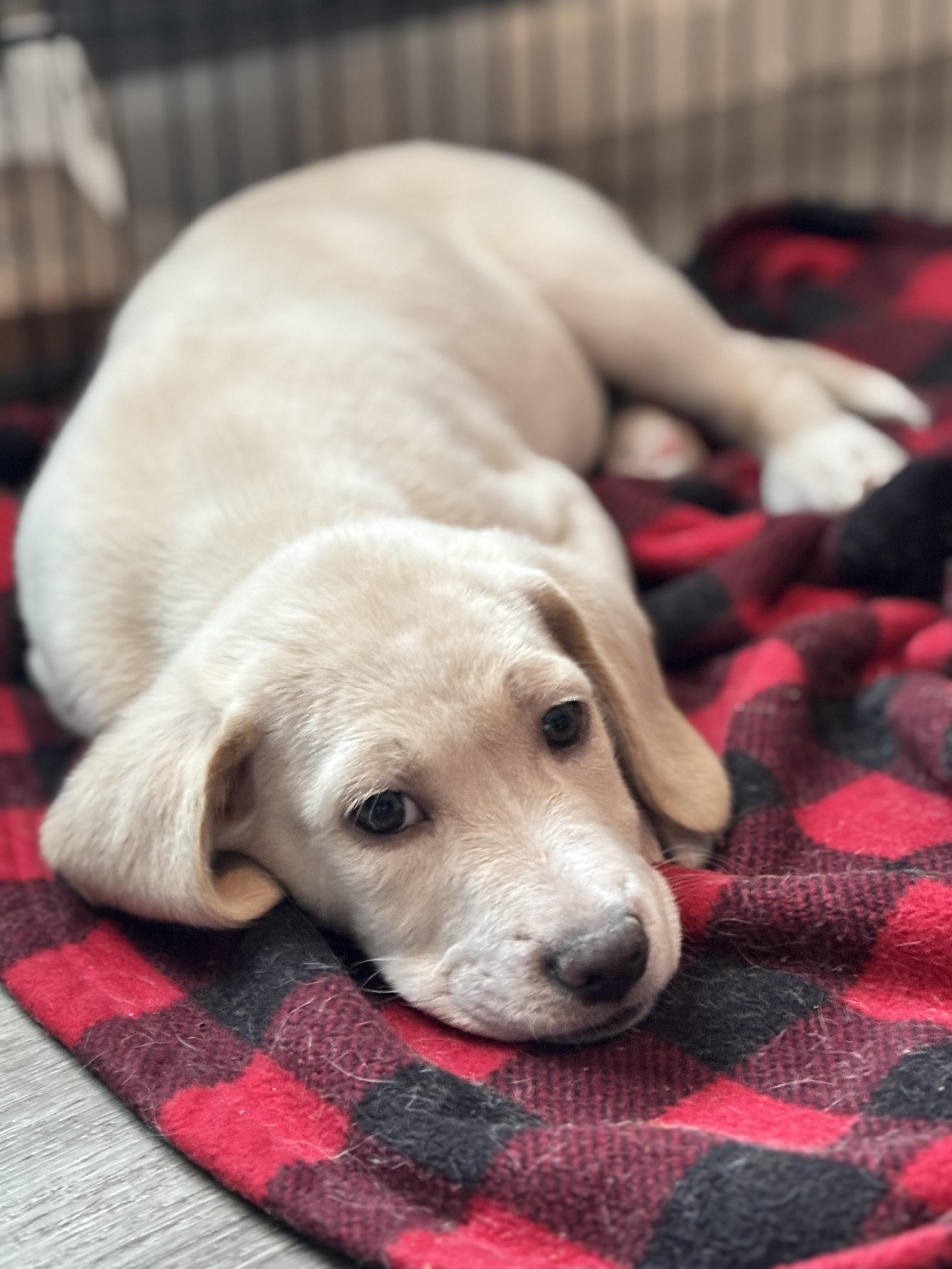 Enlarge Rookie, an adopted mixed breed in Minneapolis, MN image 4/6