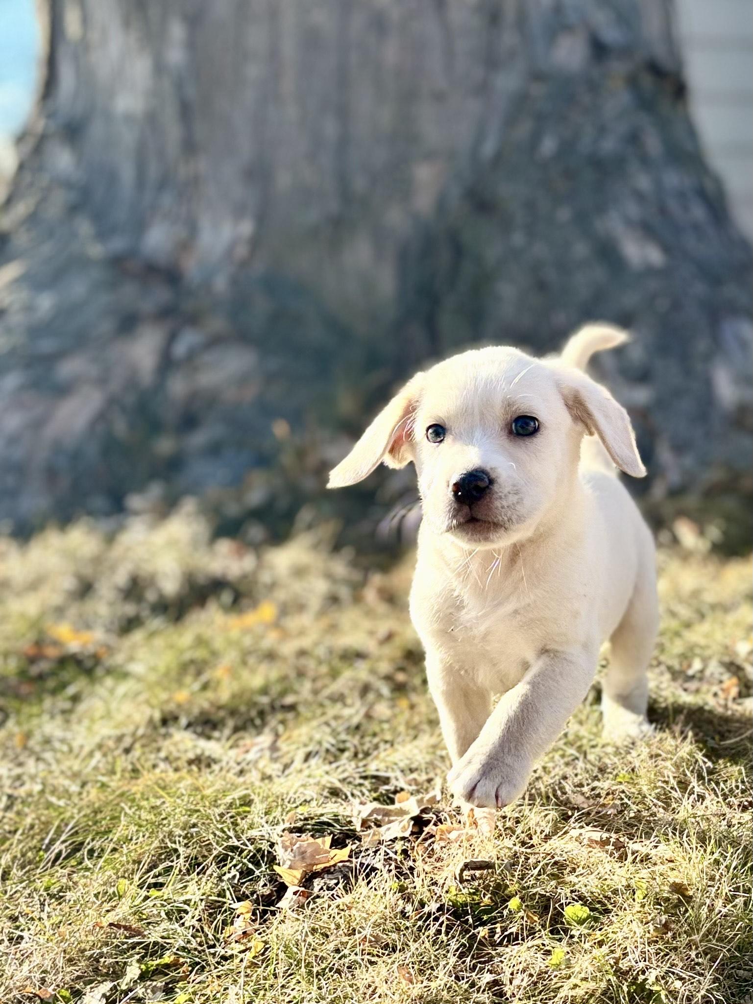Rookie, a Adoptable mixed breed in Minneapolis, MN image 4/6