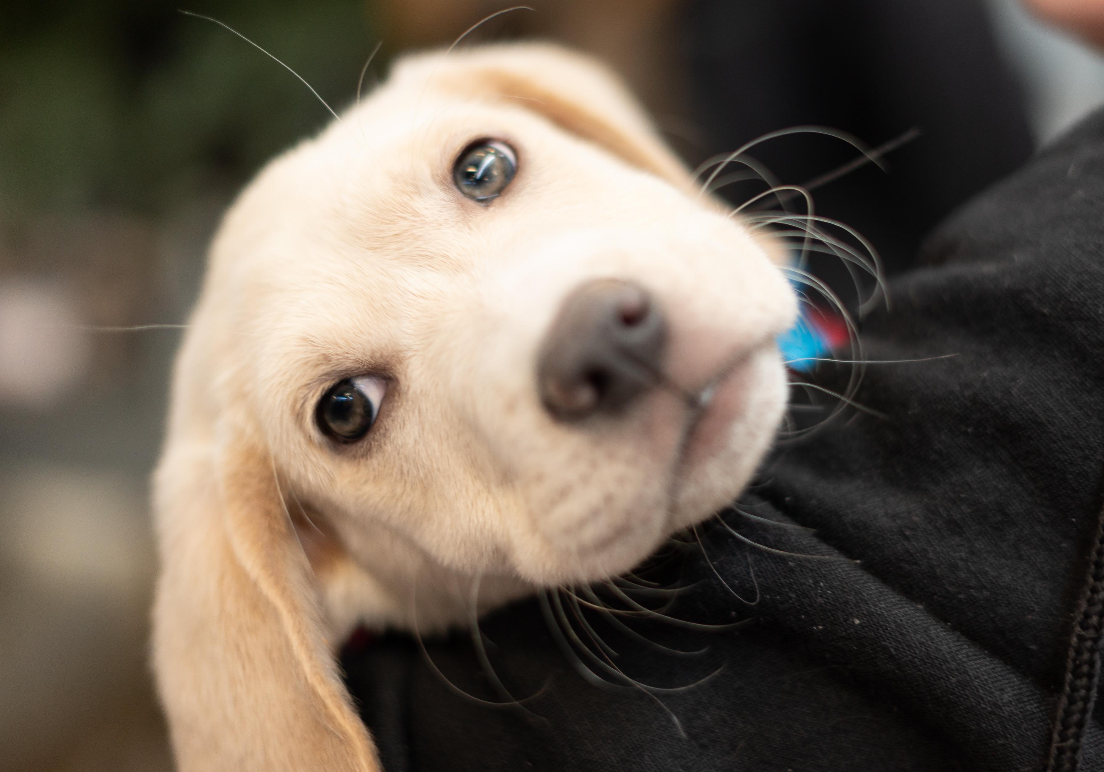 Enlarge Rookie, an adopted mixed breed in Minneapolis, MN image 1/6