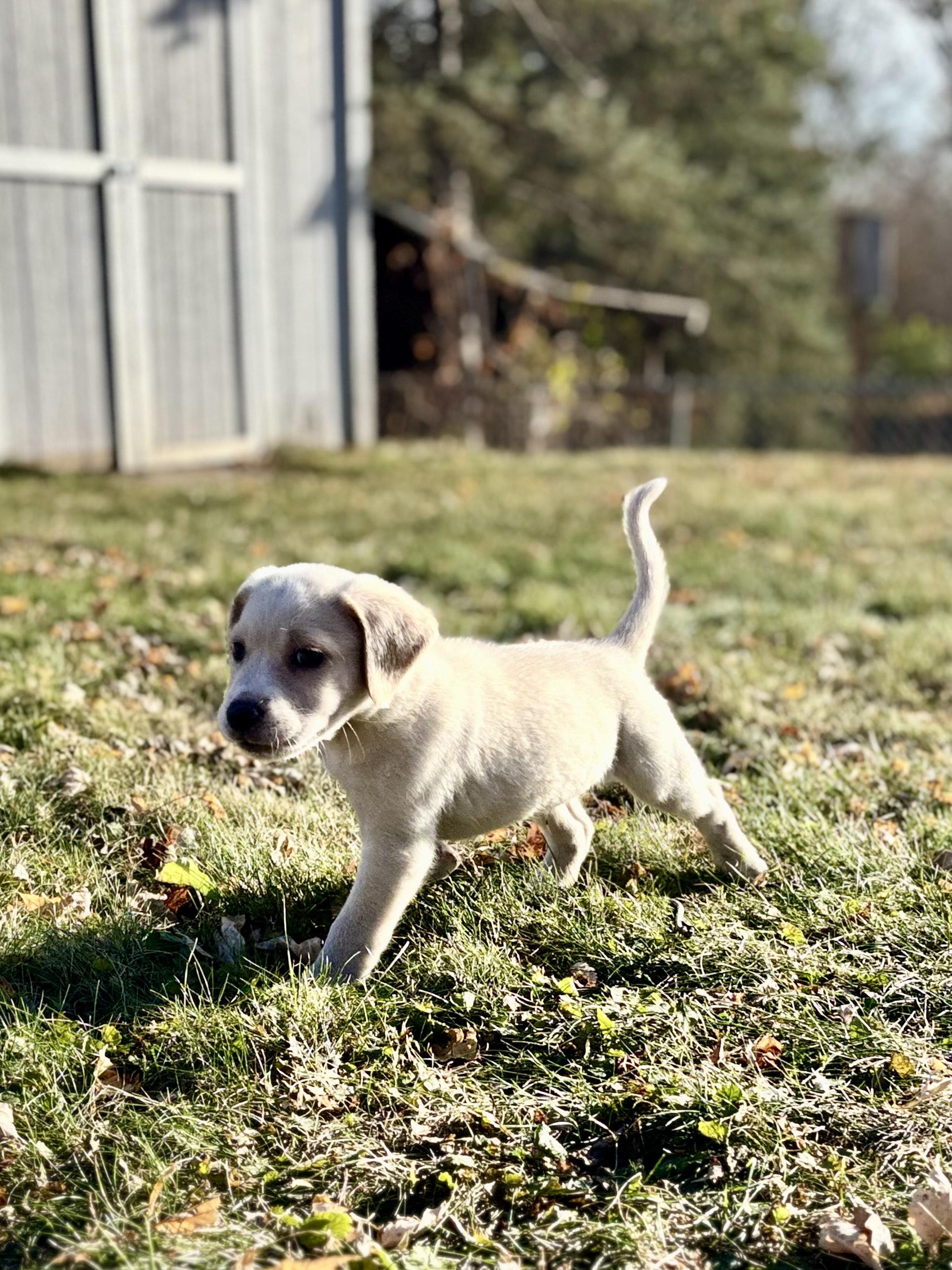 Rookie, a Adoptable mixed breed in Minneapolis, MN image 5/6