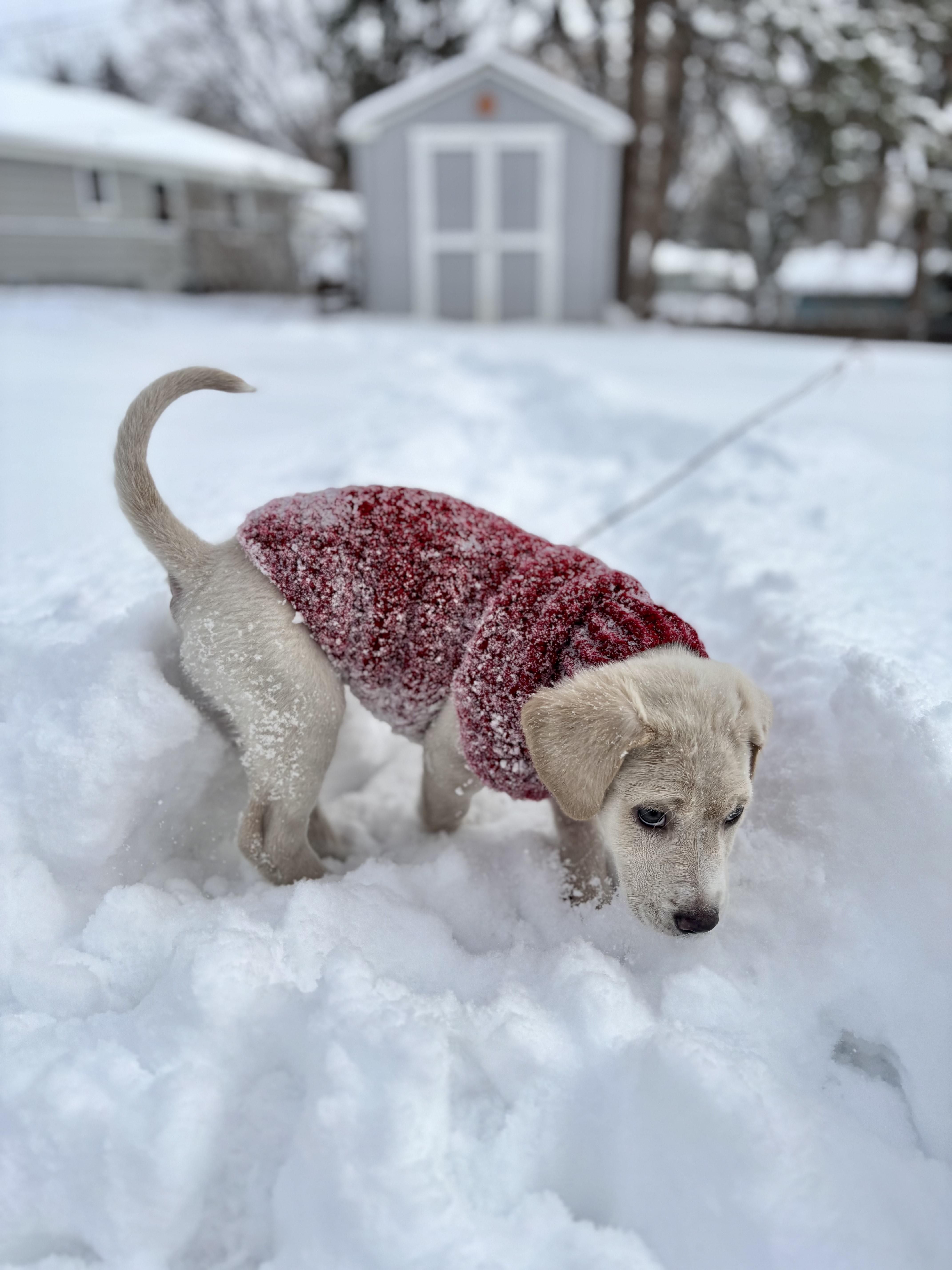 Enlarge Rookie, an adopted mixed breed in Minneapolis, MN image 5/6