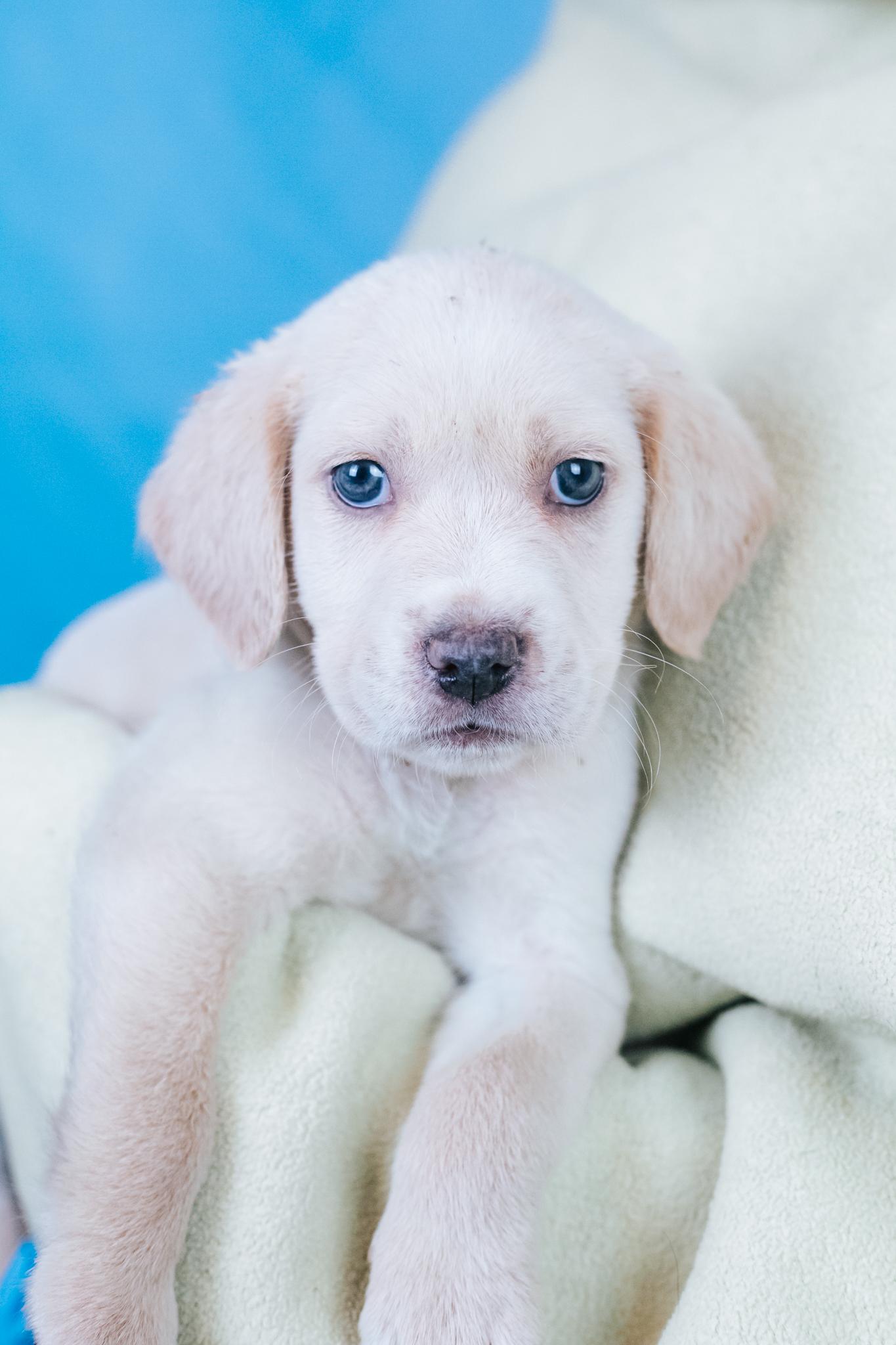 Rookie, a Adoptable mixed breed in Minneapolis, MN image 6/6