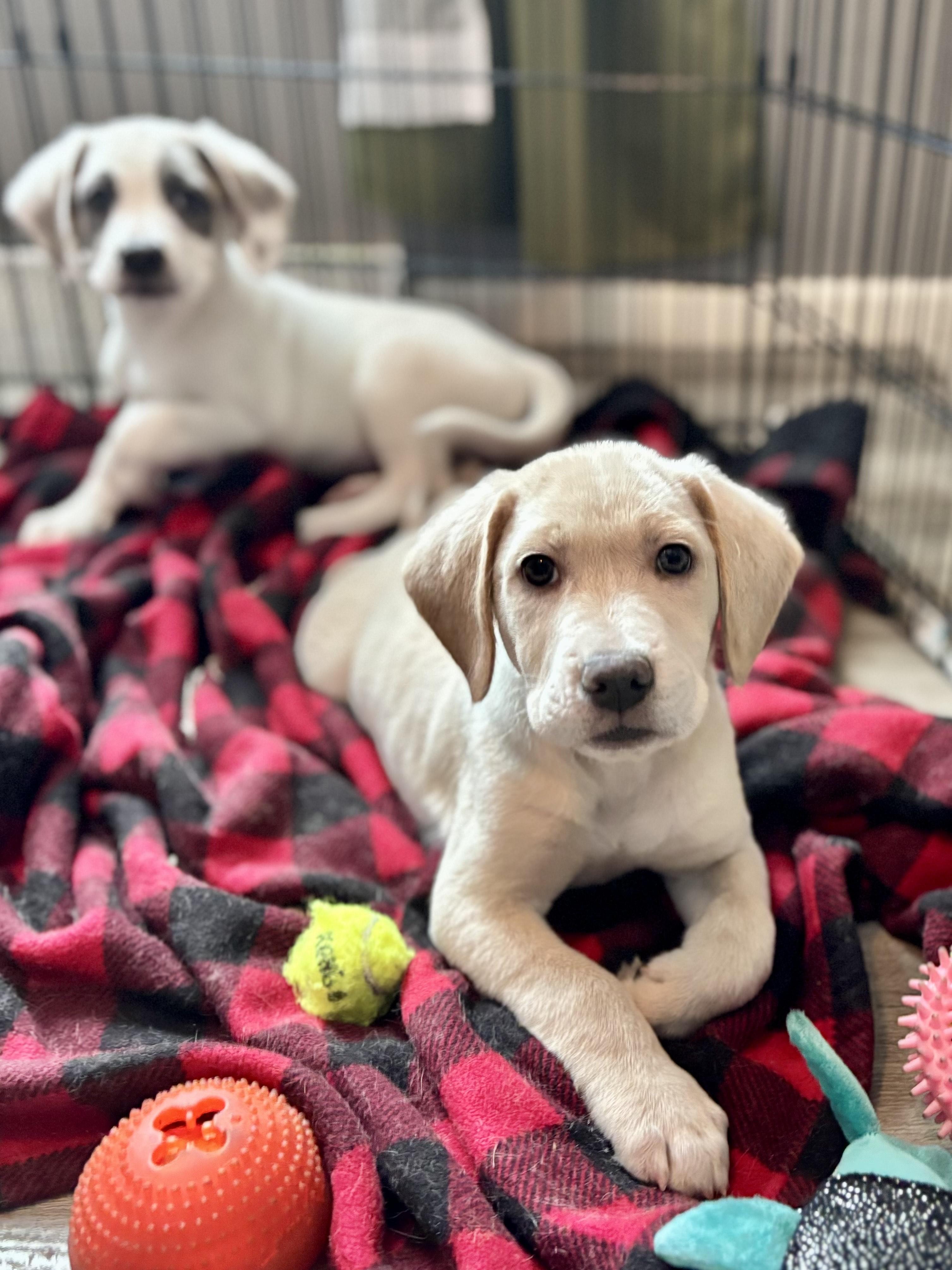 Enlarge Rookie, an adopted mixed breed in Minneapolis, MN image 2/6