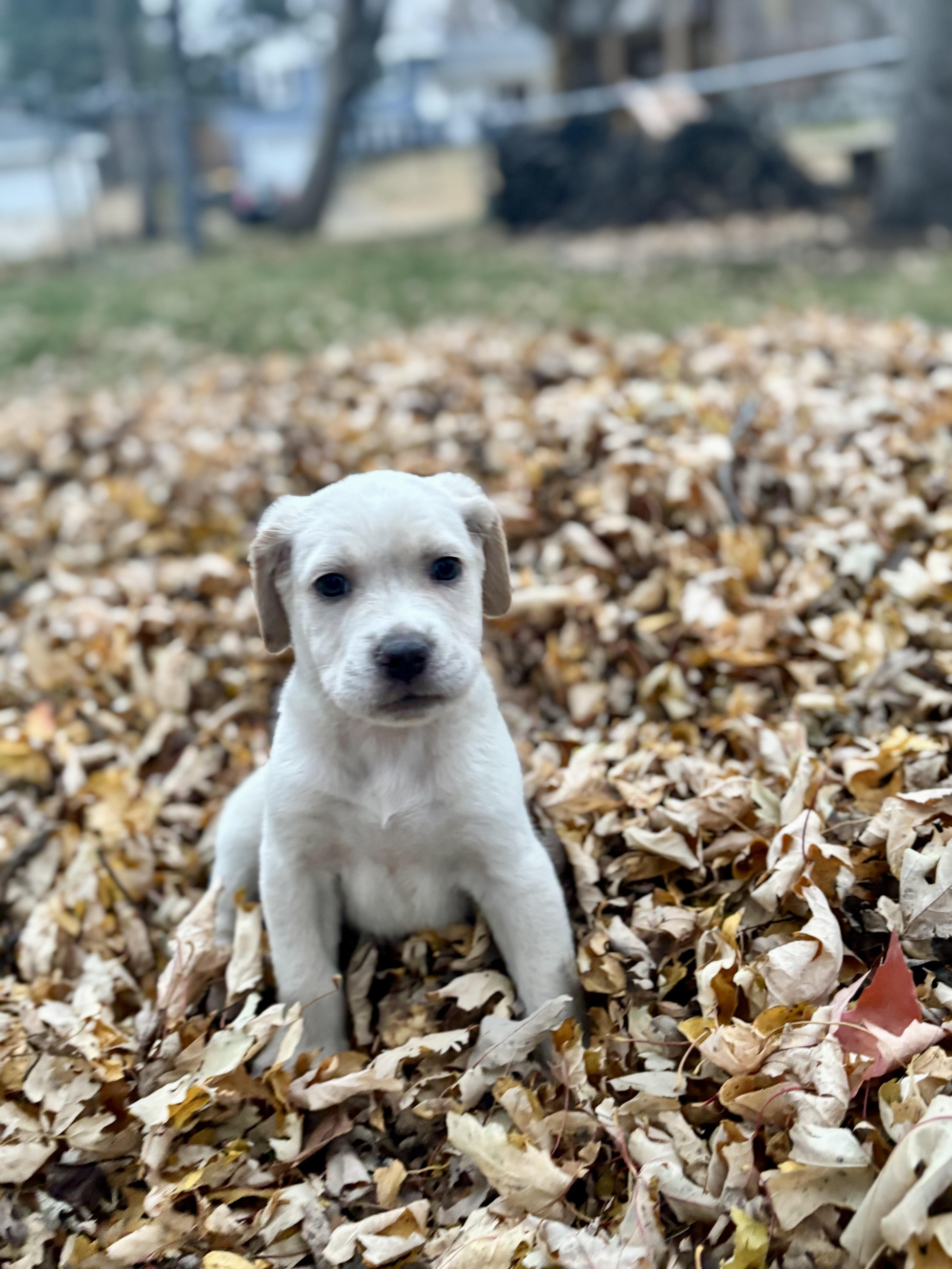 Rookie, Adoptable, Puppy Male Beagle & Mixed Breed.