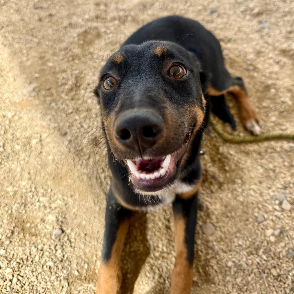 Francesca, Adoptable, Young Female Mixed Breed.