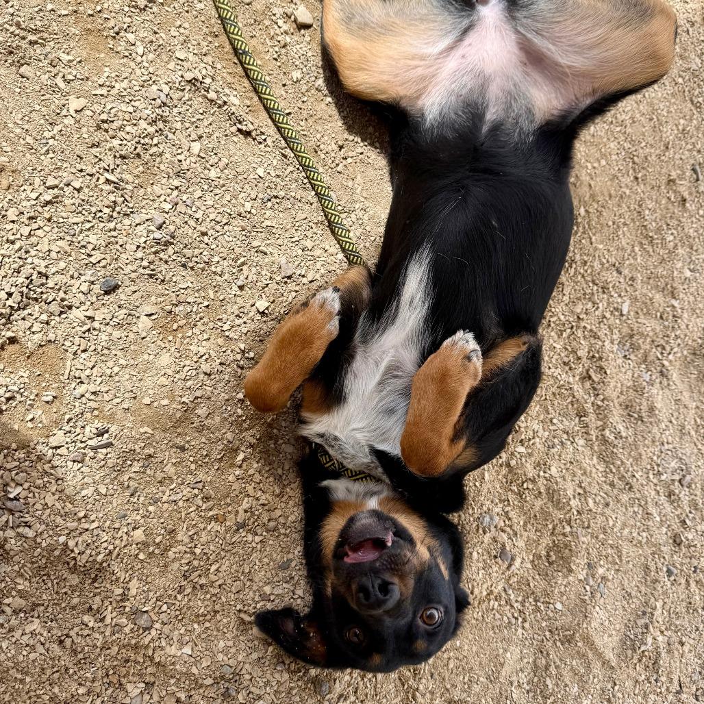 Enlarge Francesca, a Adoptable Mixed Breed in Las Cruces, NM image 2/6