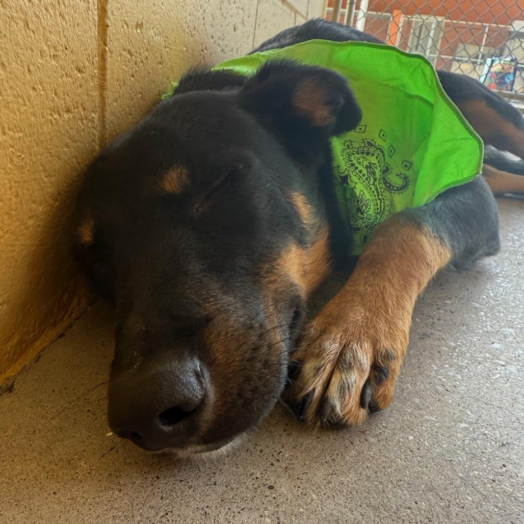 Enlarge Francesca, a Adoptable Mixed Breed in Las Cruces, NM image 1/5