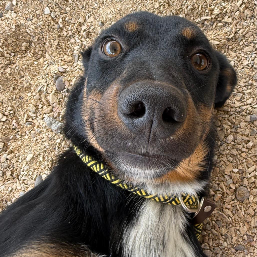 Enlarge Francesca, a Adoptable Mixed Breed in Las Cruces, NM image 3/6