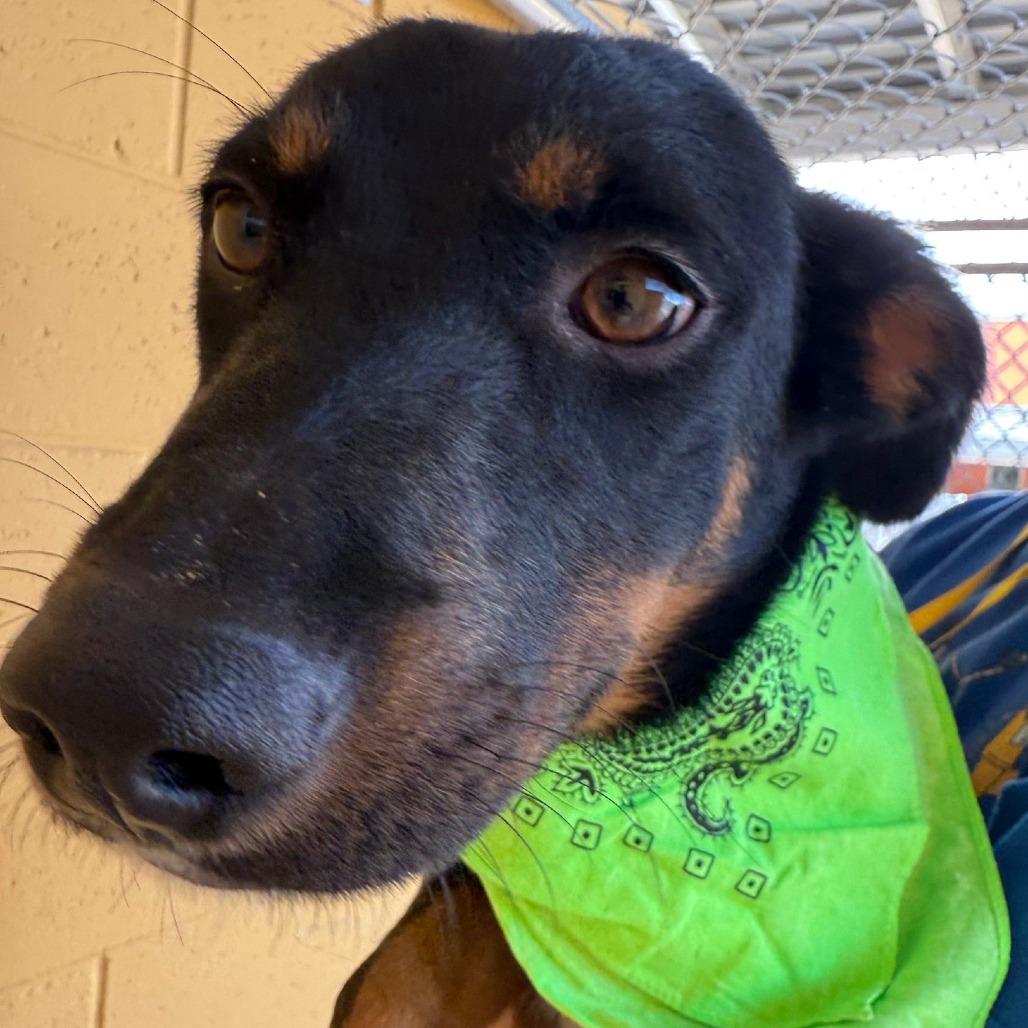 Enlarge Francesca, a Adoptable Mixed Breed in Las Cruces, NM image 3/5