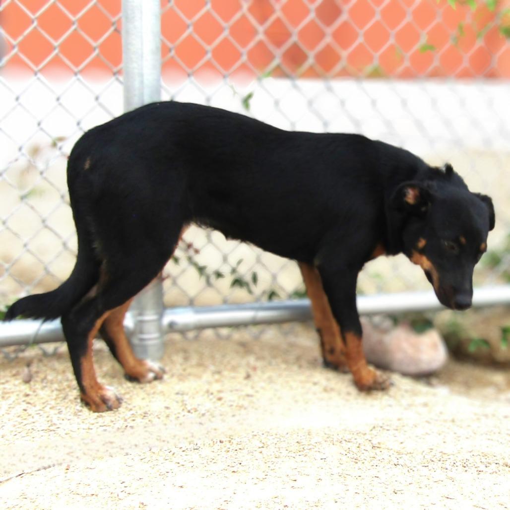 Enlarge Francesca, a Adoptable Mixed Breed in Las Cruces, NM image 4/6