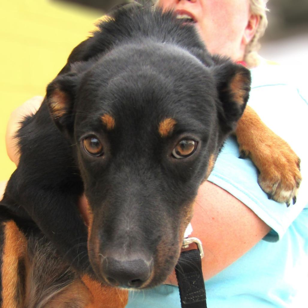 Enlarge Francesca, a Adoptable Mixed Breed in Las Cruces, NM image 5/6