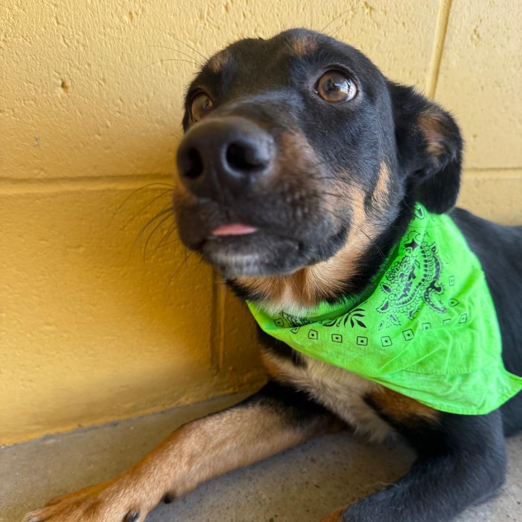 Enlarge Francesca, a Adoptable Mixed Breed in Las Cruces, NM image 5/5