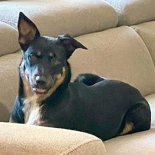 Enlarge Francesca, a Adoptable Mixed Breed in Las Cruces, NM image 6/6