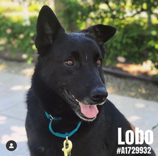 Enlarge Lobo, a Adoptable mixed breed in Pasadena, CA image 1/1