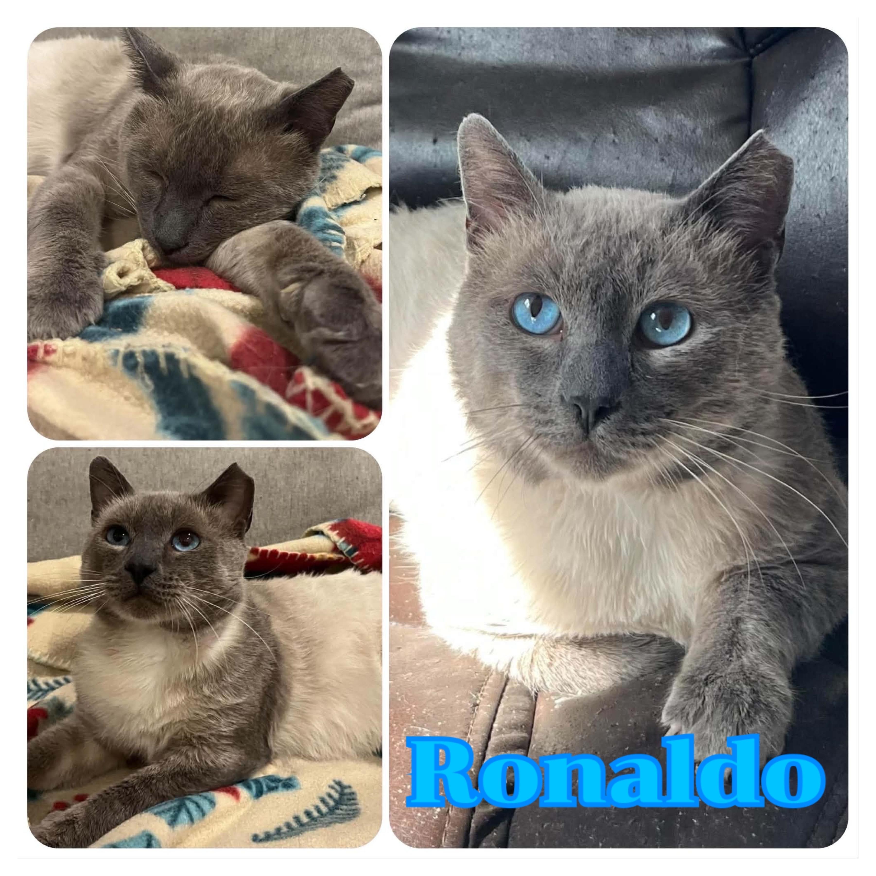 Ronaldo, Adopted, Adult Male Siamese.