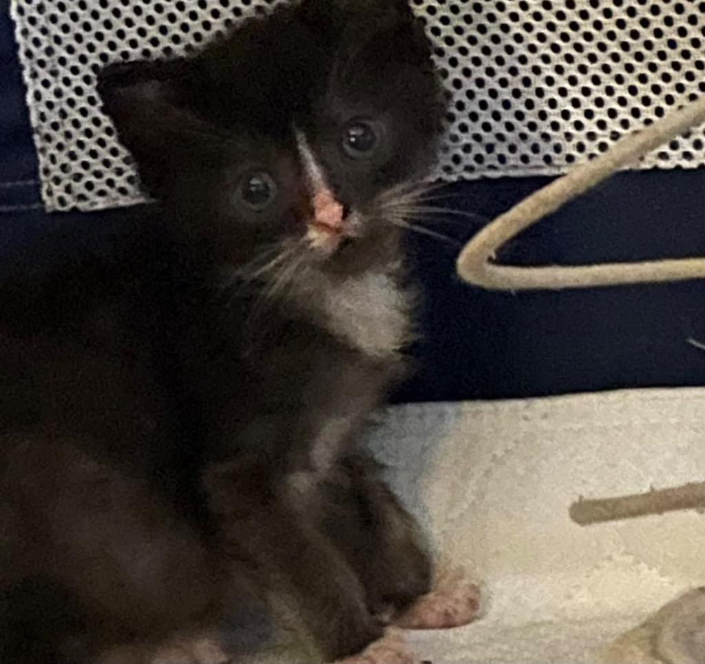 Howie, Adoptable, Kitten Male Domestic Short Hair.