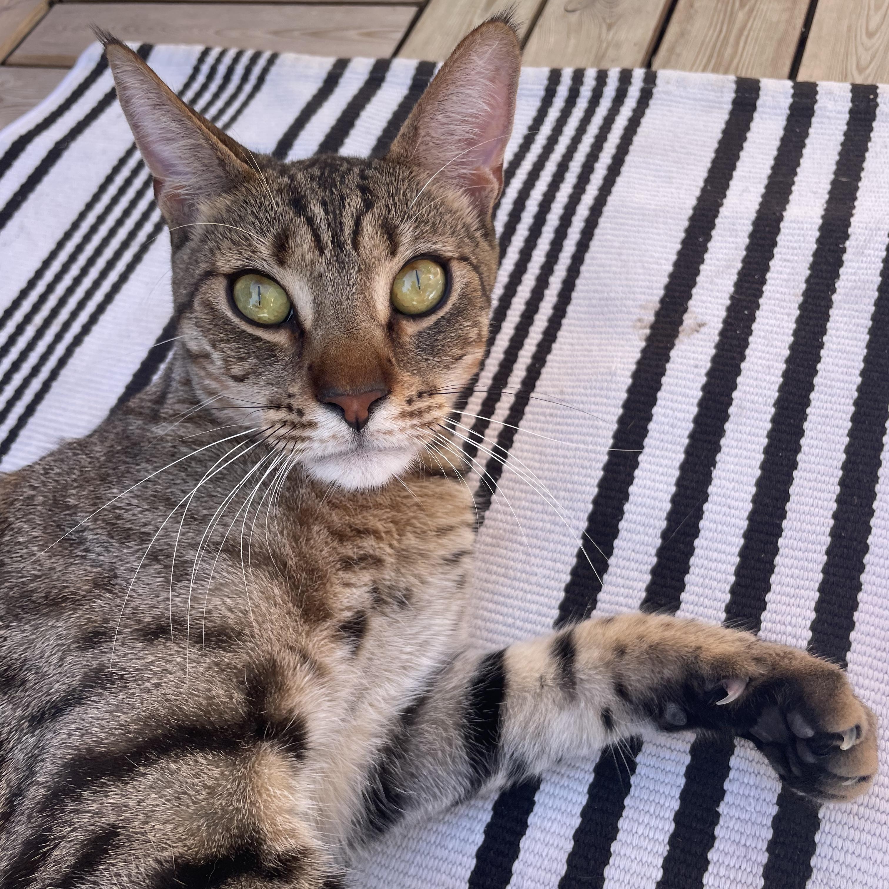 Enlarge Crow and Raven, a ADOPTABLE Domestic Short Hair in Philadelphia, PA image 2/6