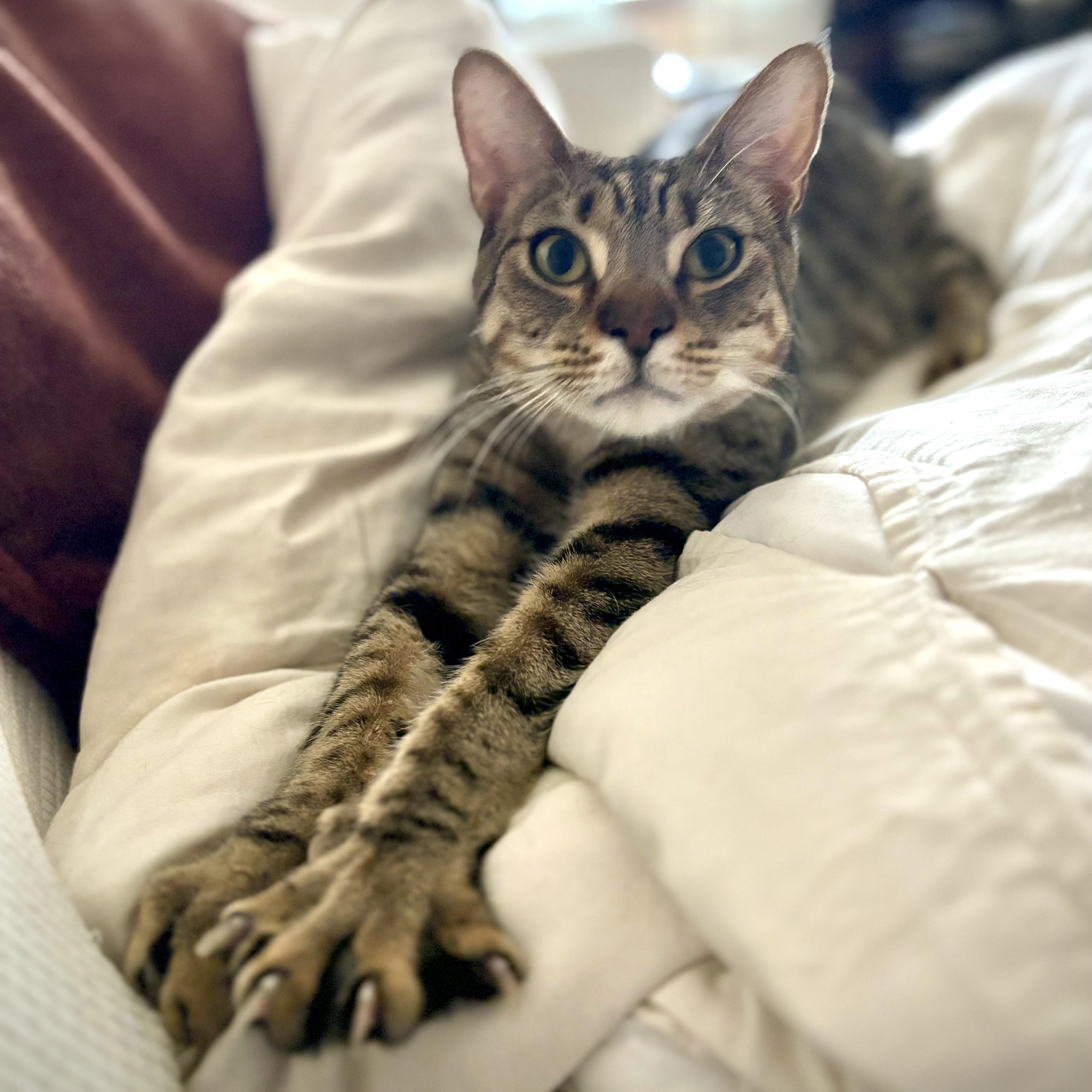 Enlarge Crow and Raven, a ADOPTABLE Domestic Short Hair in Philadelphia, PA image 1/6