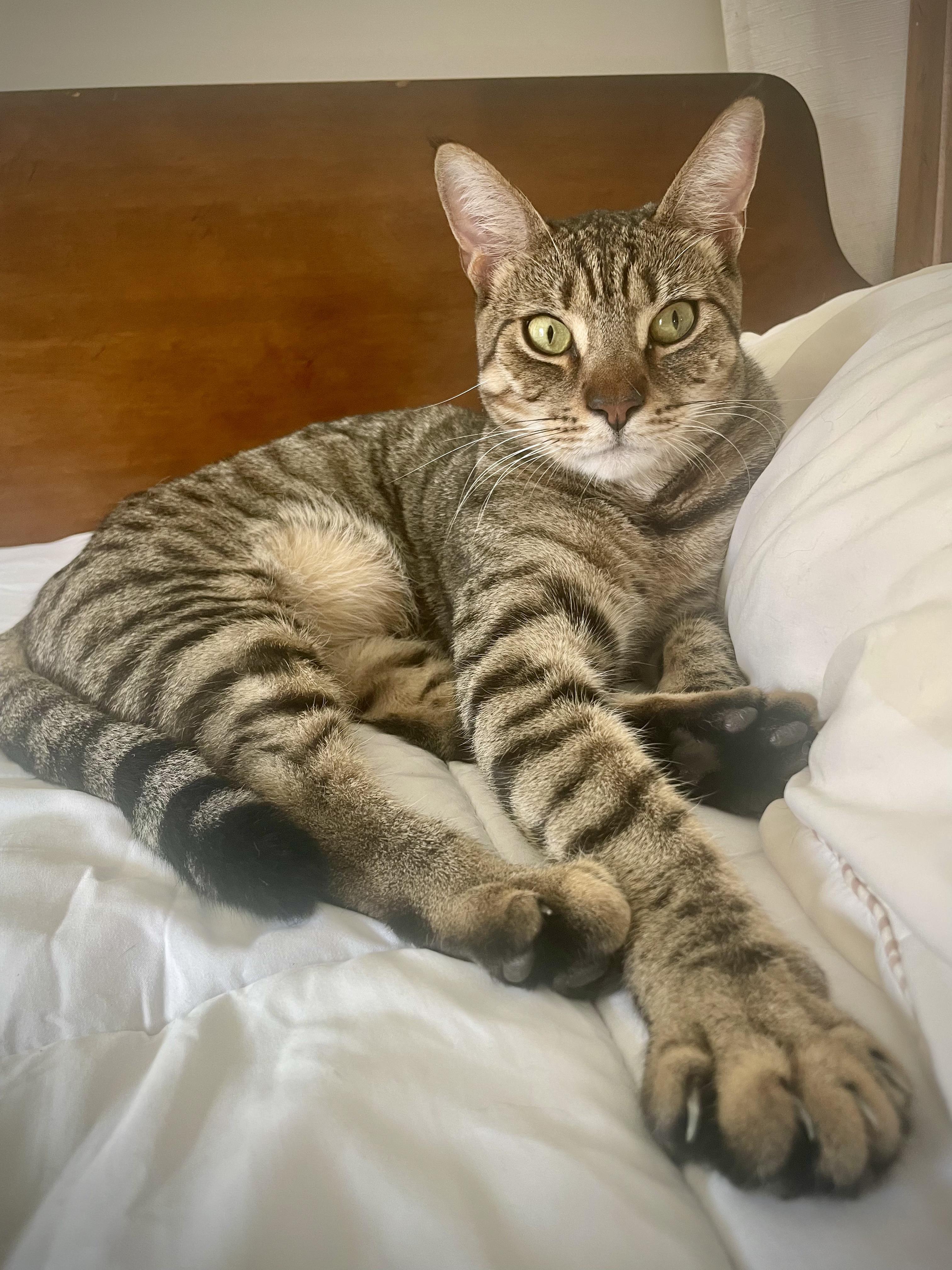 Enlarge Crow and Raven, a ADOPTABLE Domestic Short Hair in Philadelphia, PA image 3/6