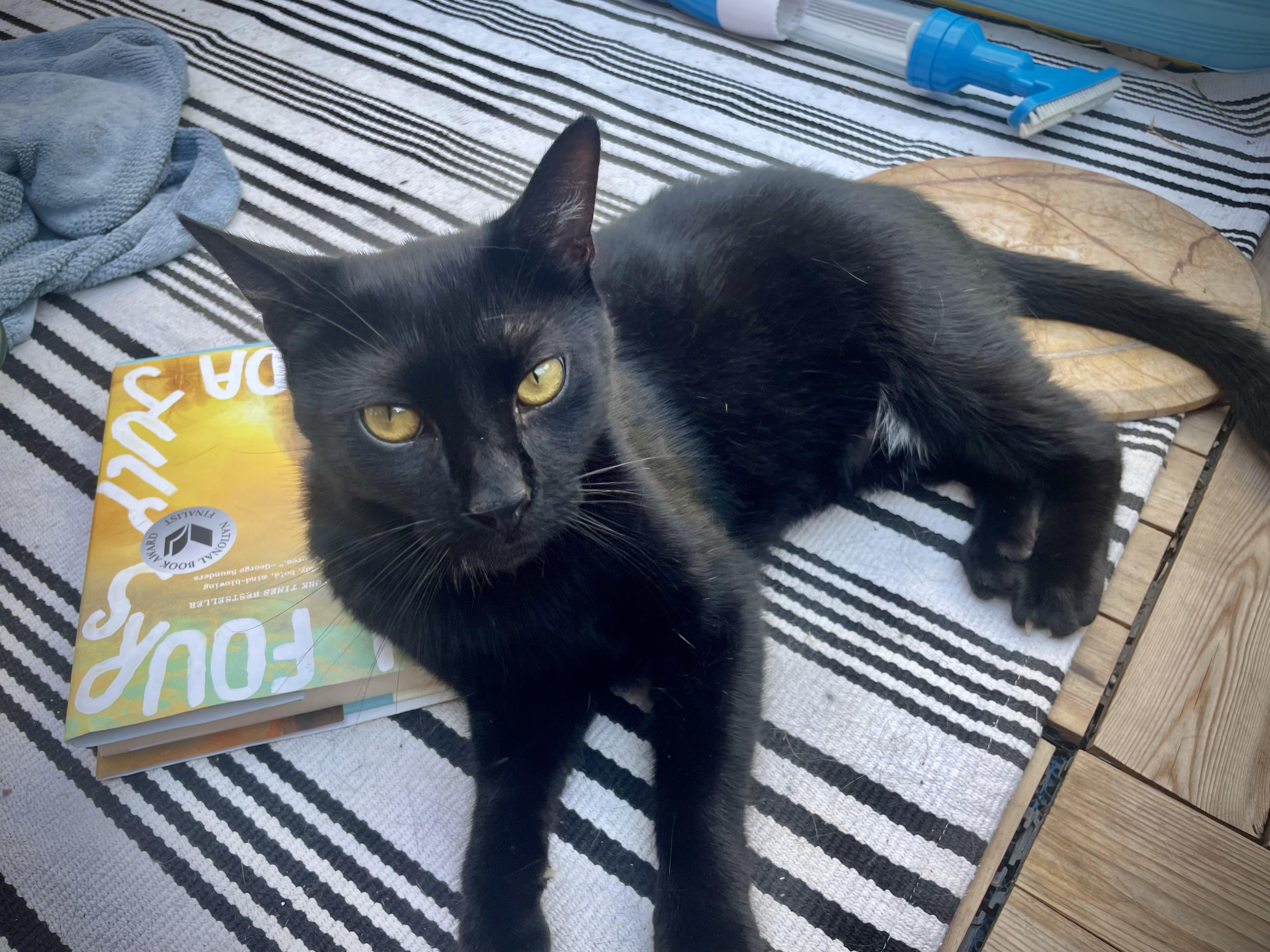 Enlarge Crow and Raven, a ADOPTABLE Domestic Short Hair in Philadelphia, PA image 4/6