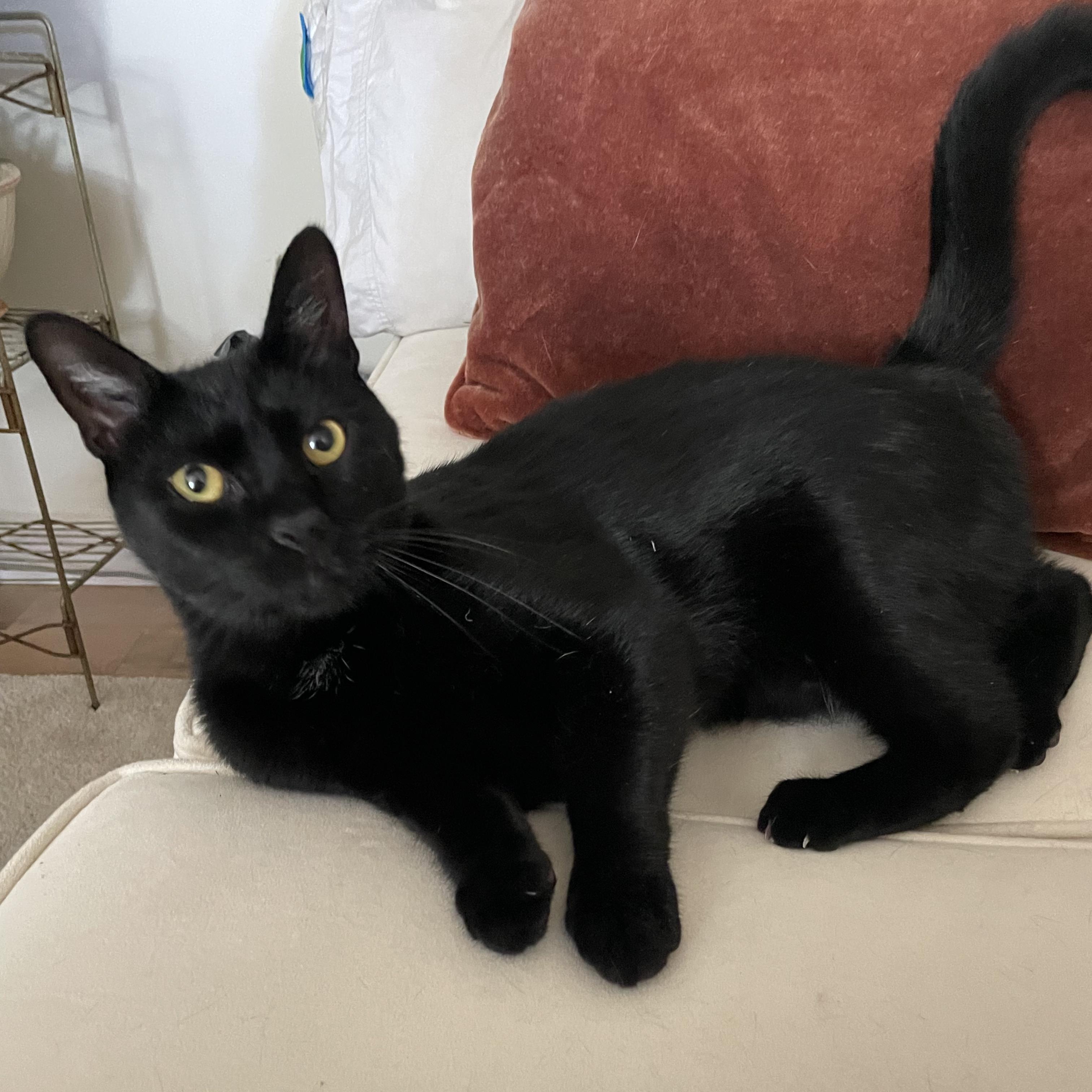 Enlarge Crow and Raven, a ADOPTABLE Domestic Short Hair in Philadelphia, PA image 6/6
