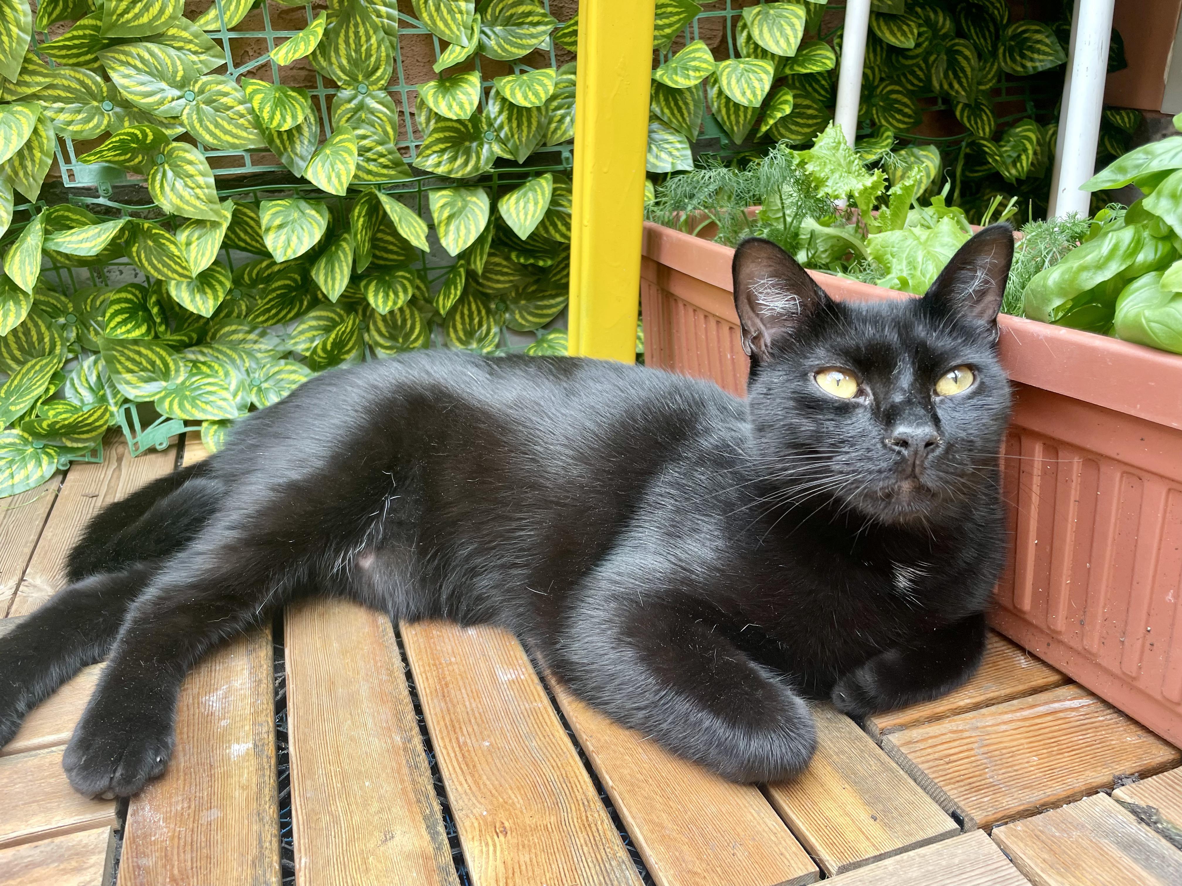 Enlarge Crow and Raven, a ADOPTABLE Domestic Short Hair in Philadelphia, PA image 5/6