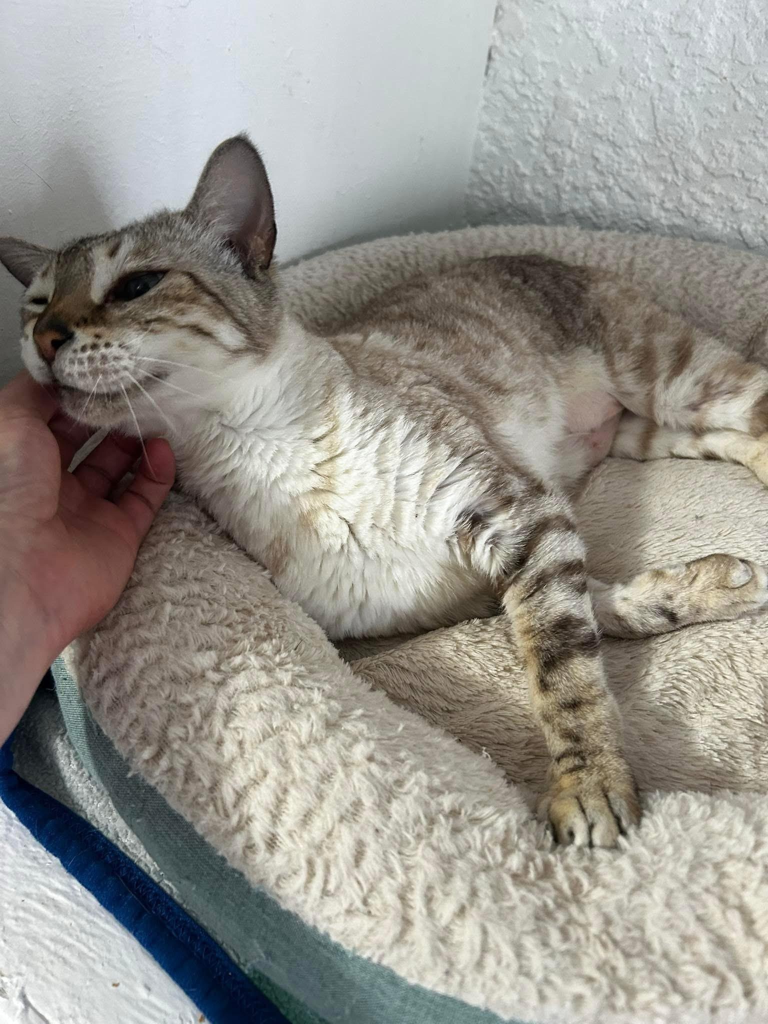 Stella, Adopted, Senior Female Bengal.