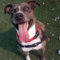 Spike, an adopted Mixed Breed in Bradenton, FL_image-1