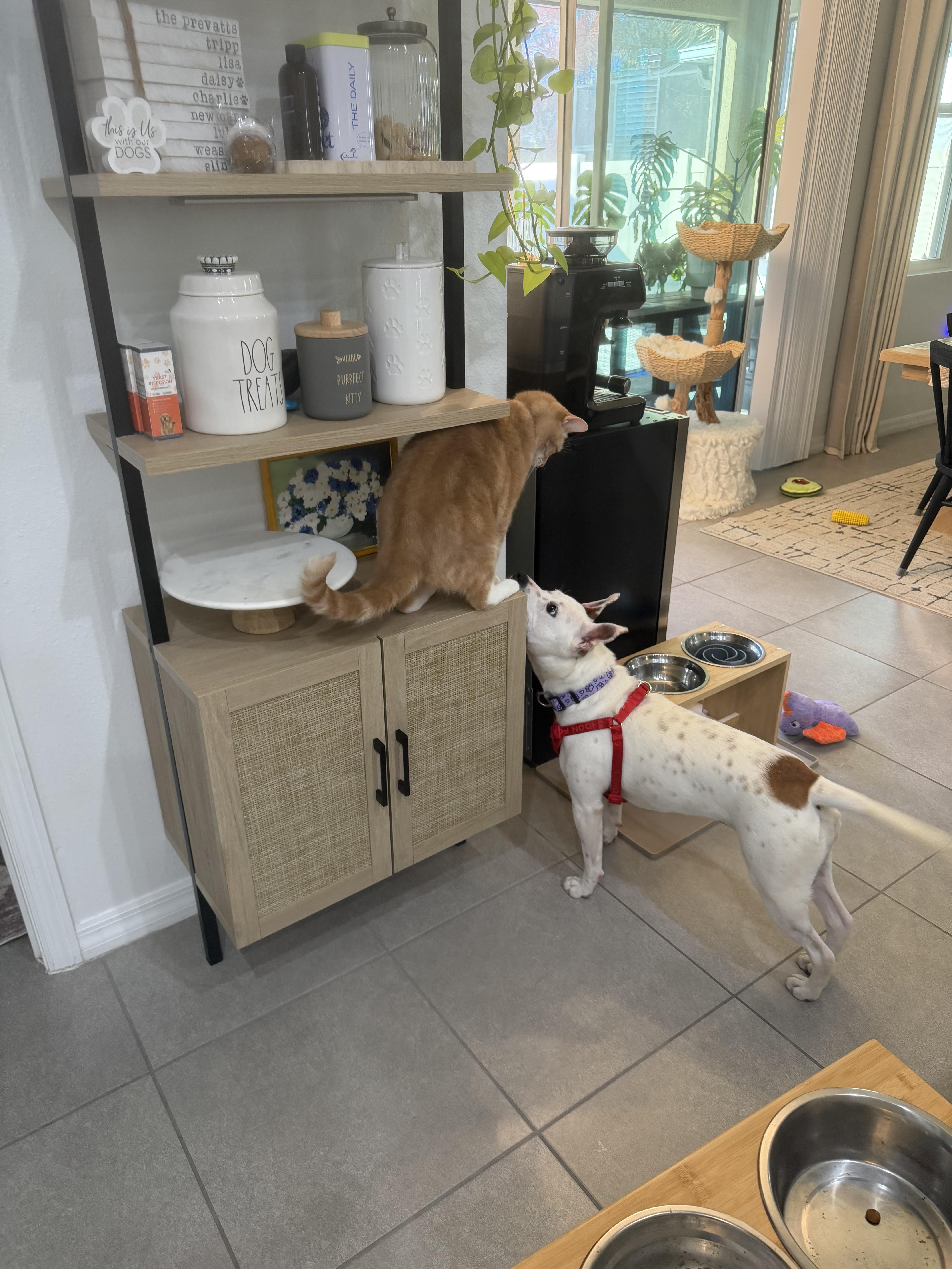 Enlarge Yeti, a ADOPTABLE mixed breed in tampa, FL image 2/3