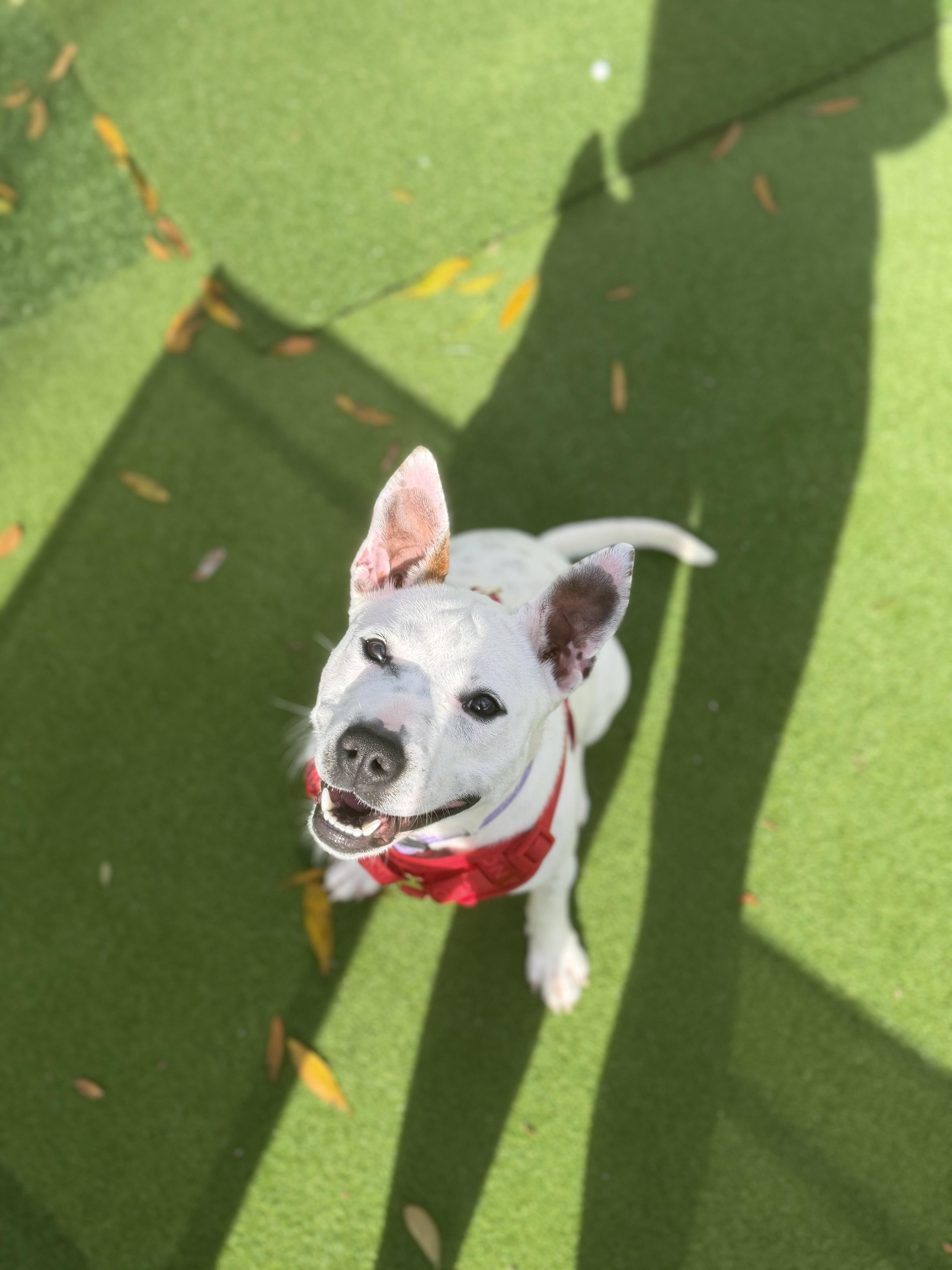 Enlarge Yeti, a ADOPTABLE mixed breed in tampa, FL image 3/3