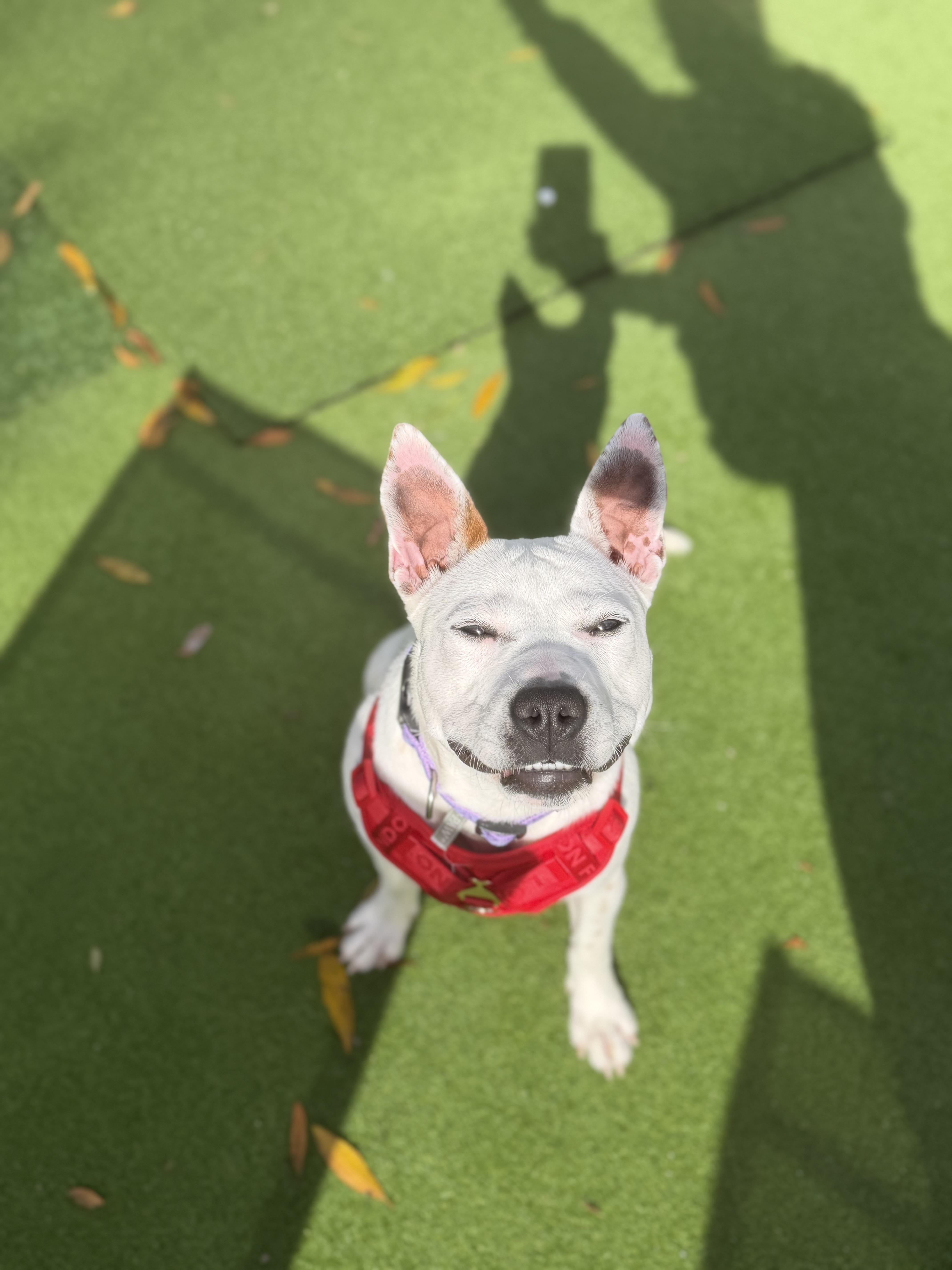 Yeti, ADOPTABLE, Puppy Female Australian Cattle Dog / Blue Heeler.