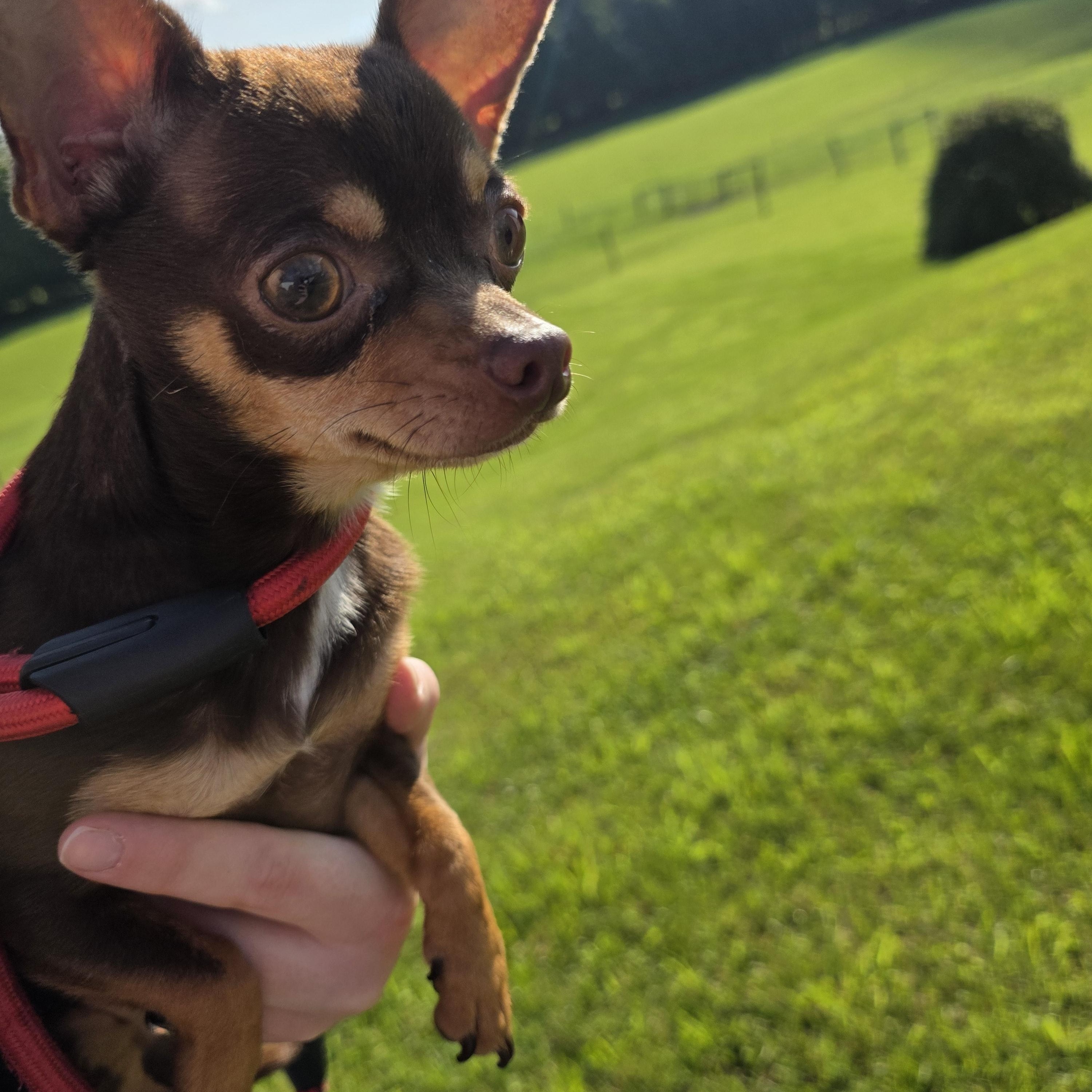 Hank, adopted, Young Male Chihuahua.