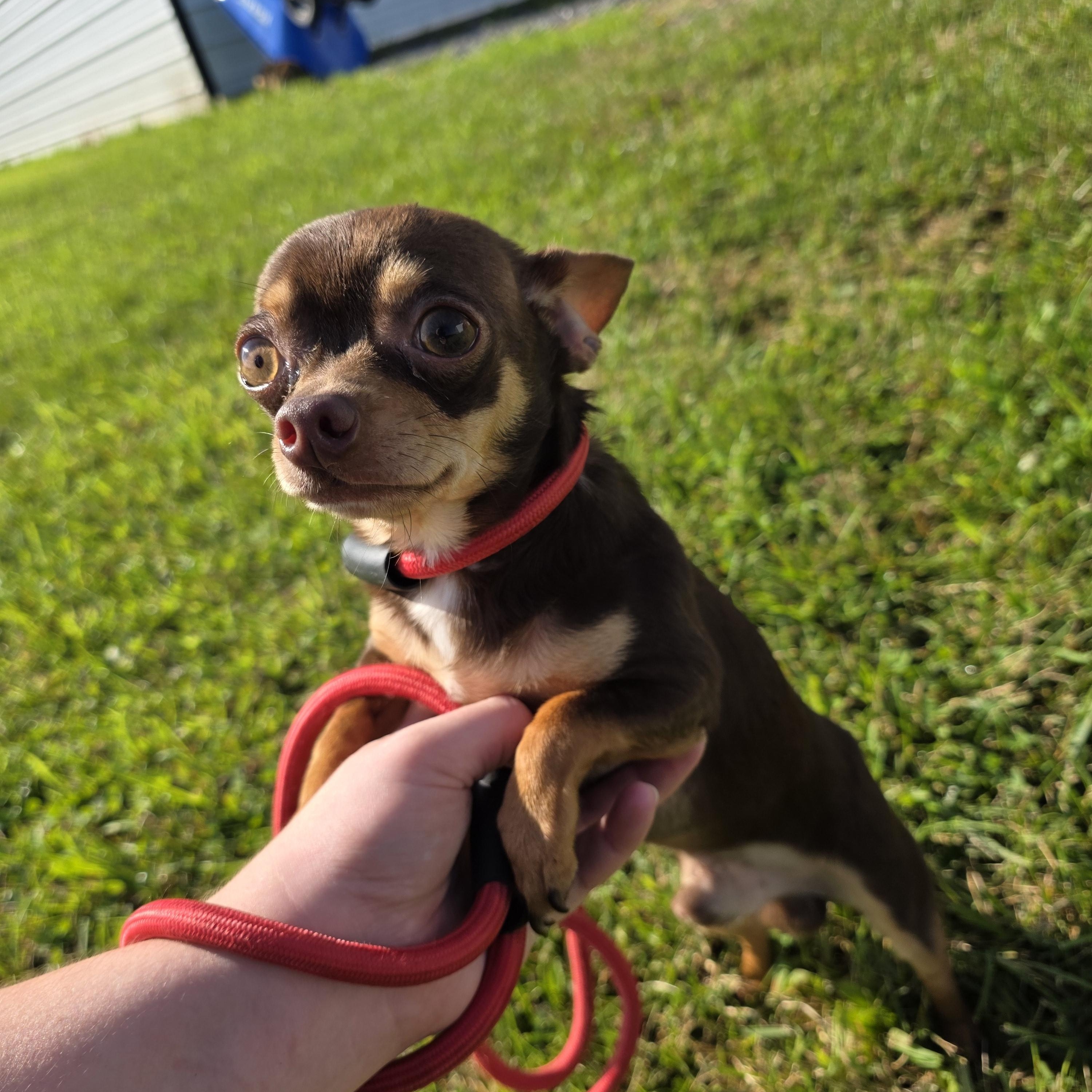 Enlarge Hank, an adopted Chihuahua in Covington, VA image 2/2