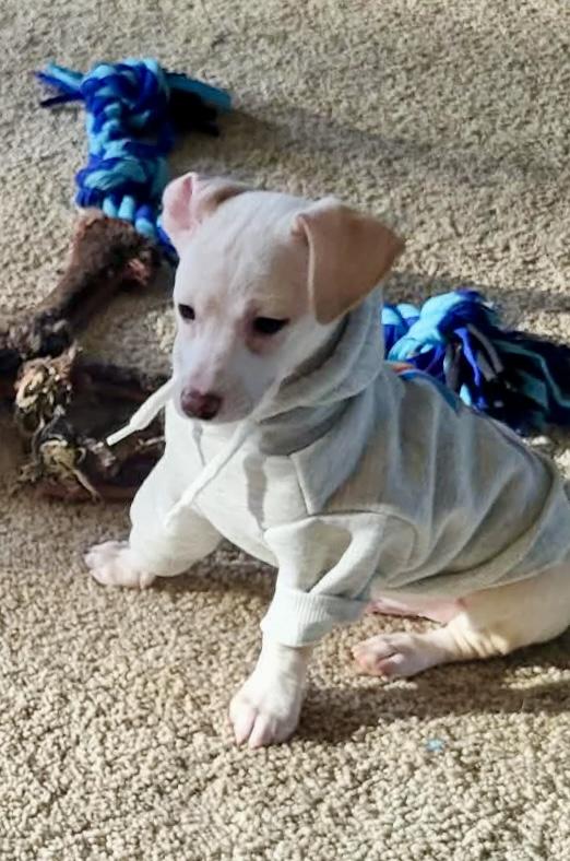 Enlarge Jelly Roll, an adopted mixed breed in Roseburg, OR image 1/6