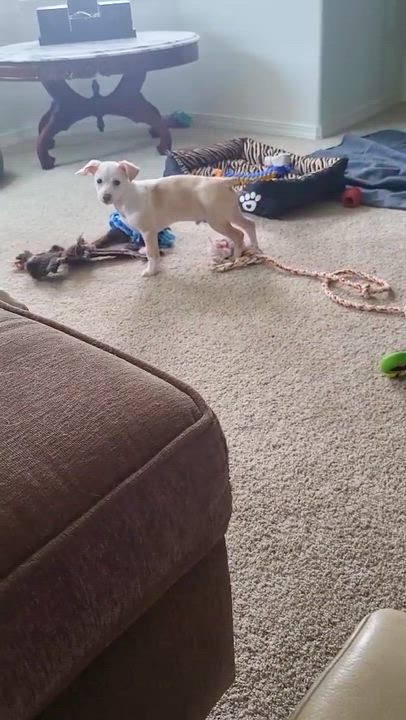 Enlarge Jelly Roll, an adopted mixed breed in Roseburg, OR video 4/6