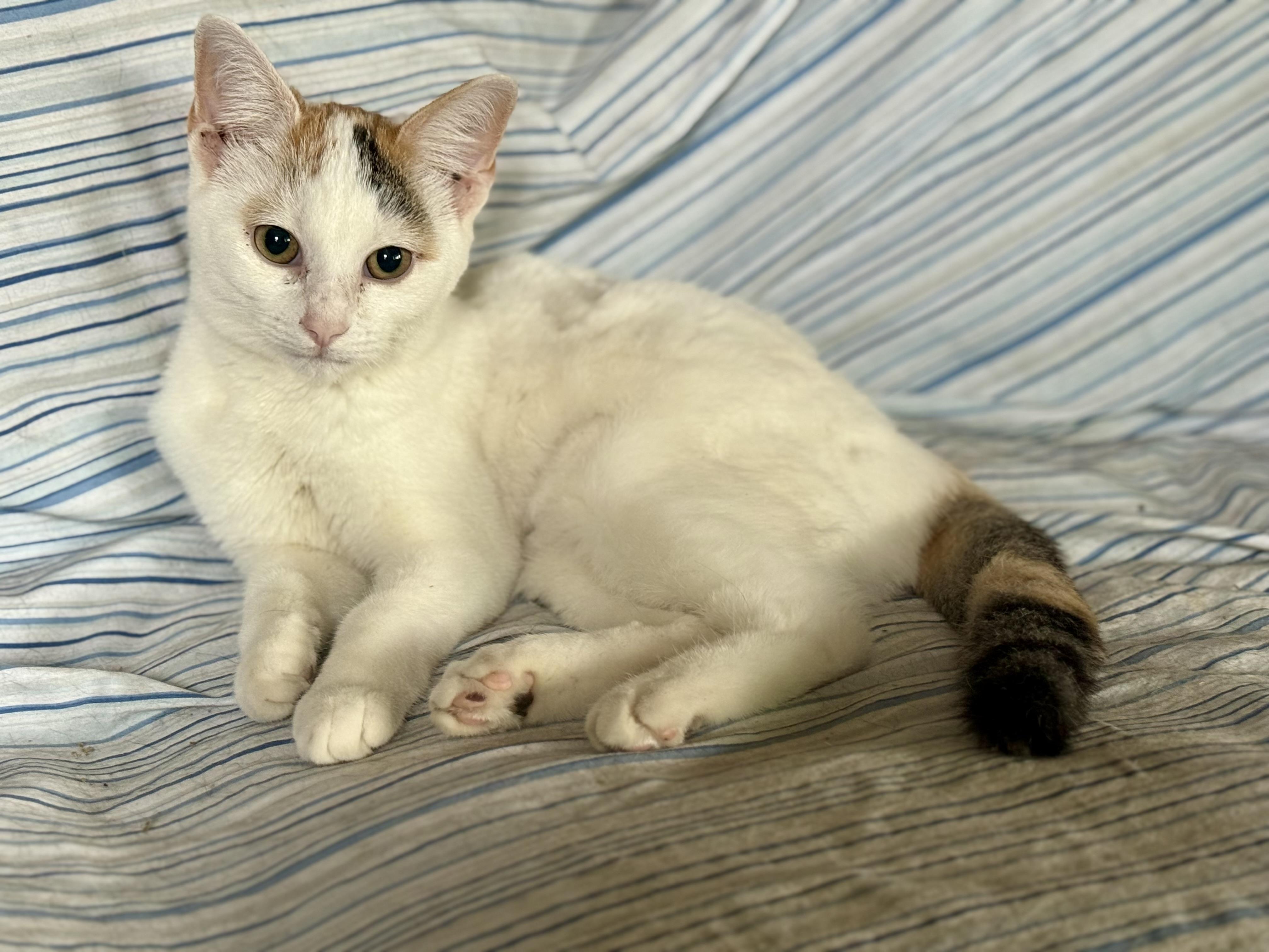 Sprite, Adoptable, Kitten Female Tabby.