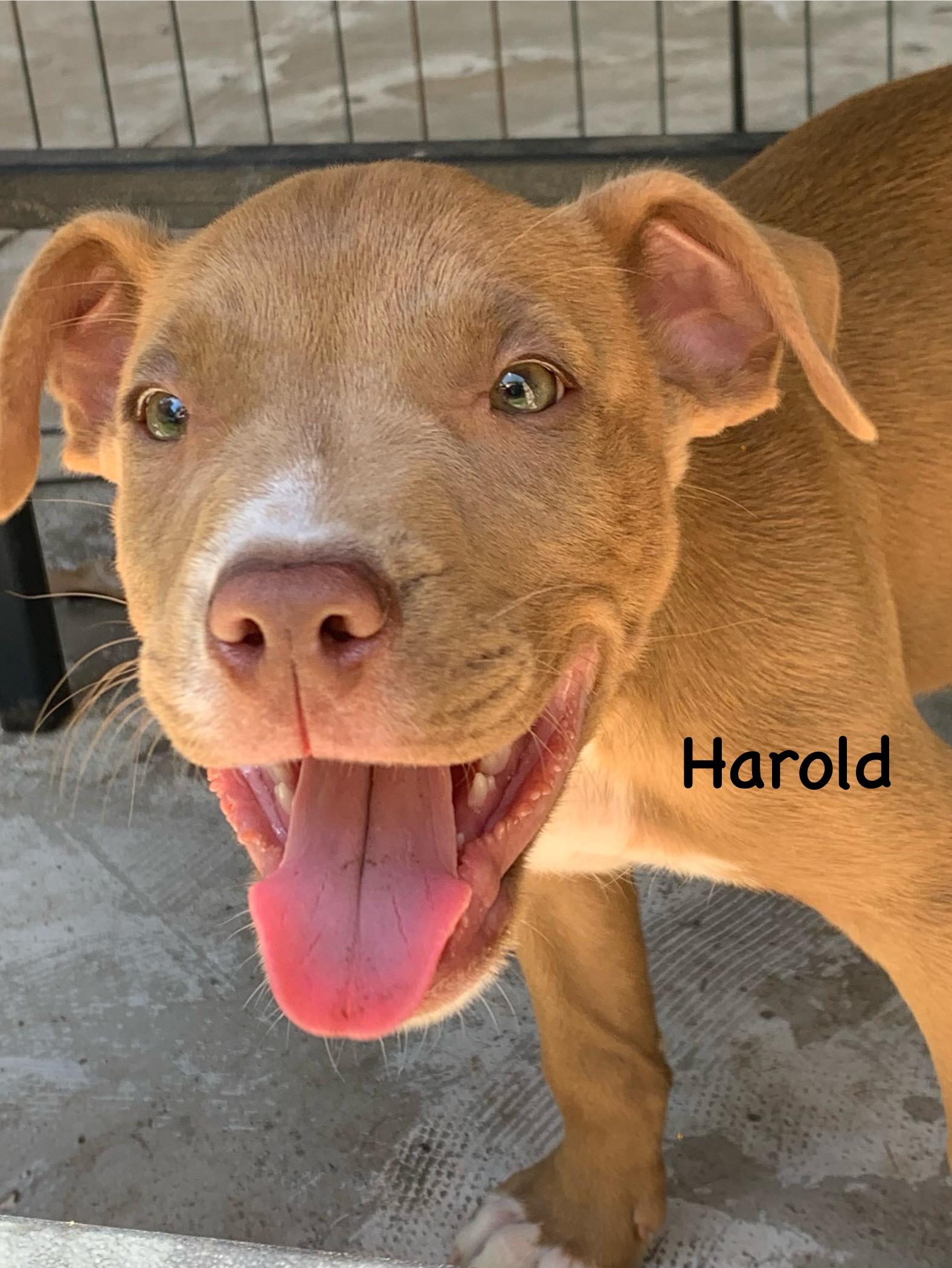 Harold, ADOPTABLE, Puppy Male Mixed Breed.