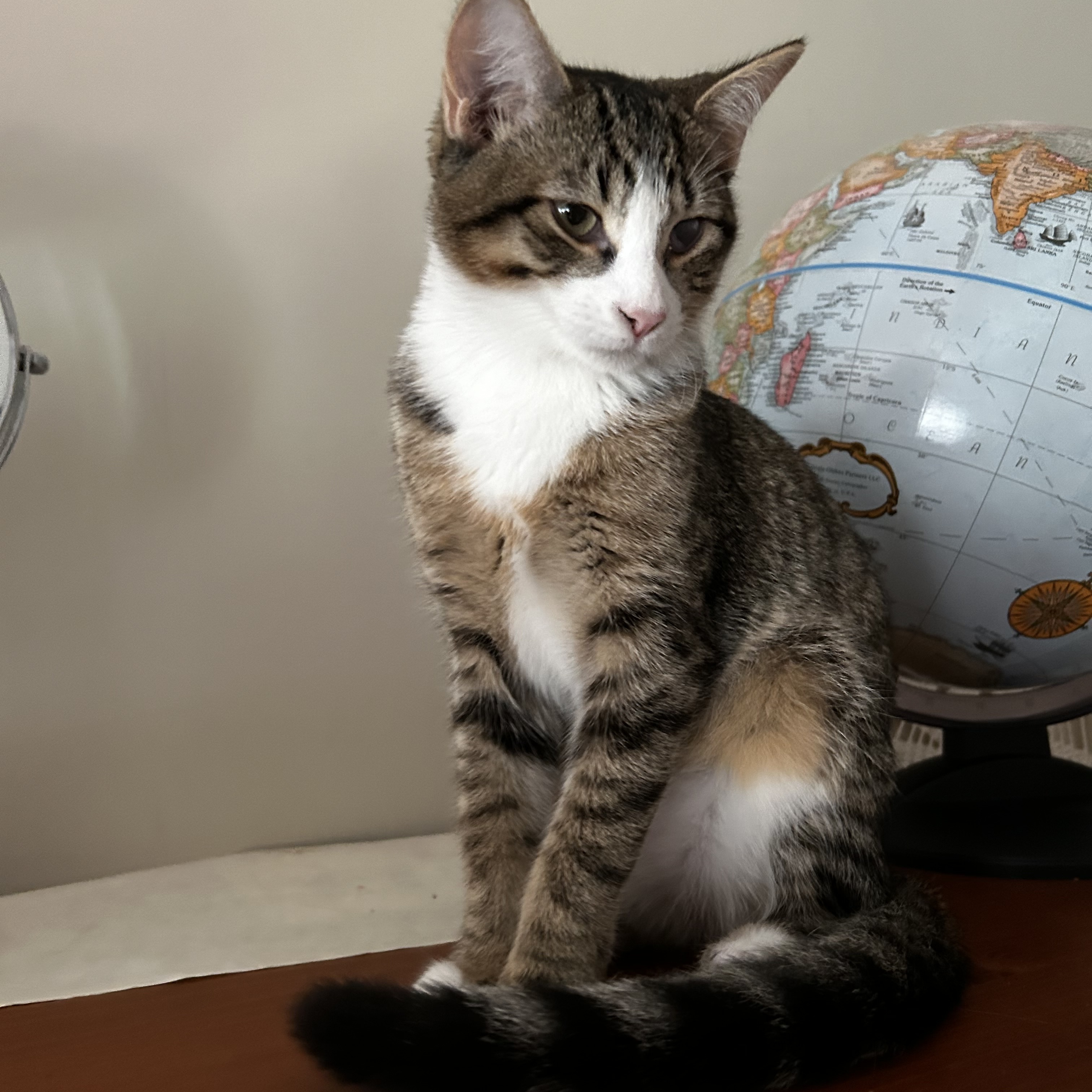 Enlarge Dory, a Adoptable Domestic Short Hair in Norwalk, CT image 5/5