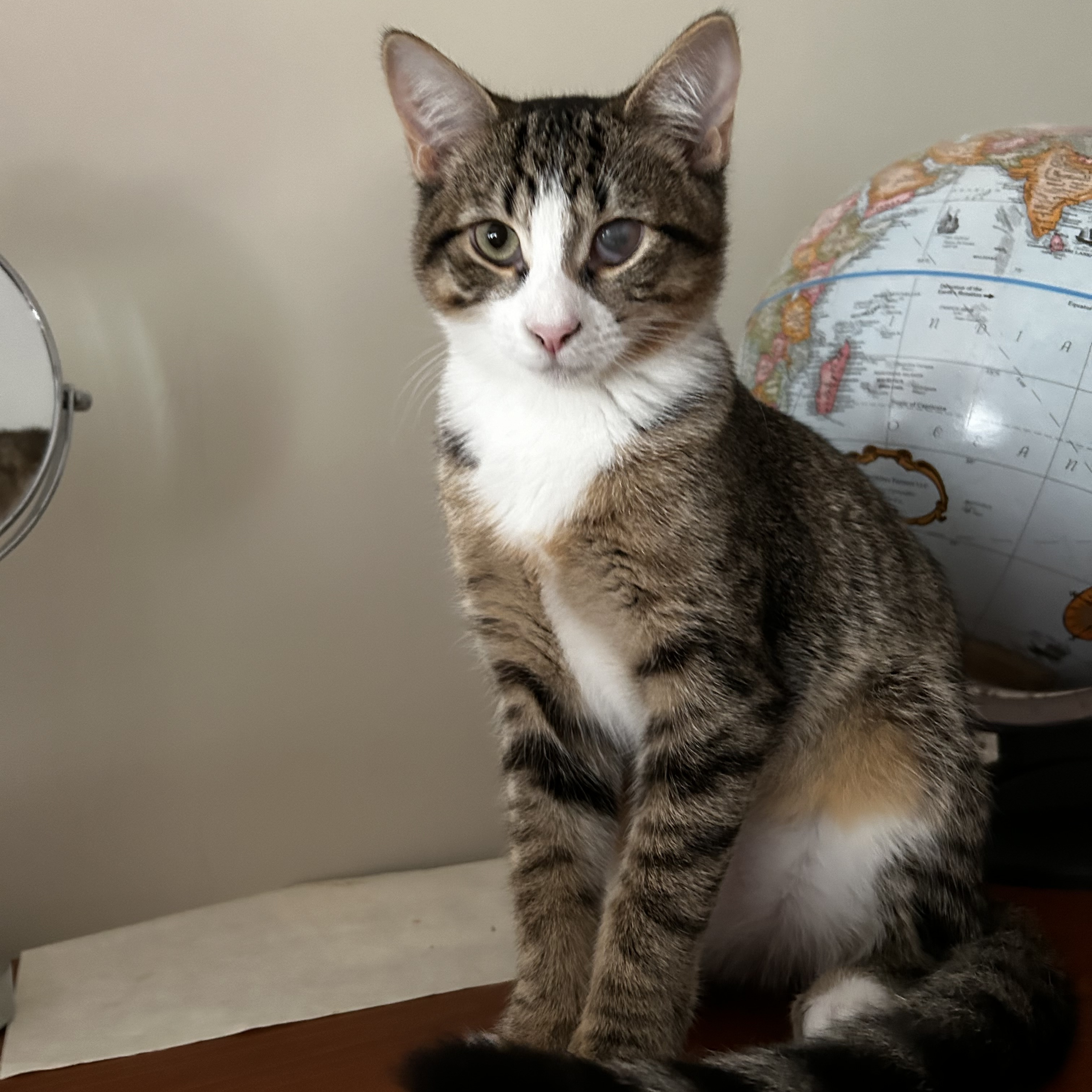 Enlarge Dory, a Adoptable Domestic Short Hair in Norwalk, CT image 1/5