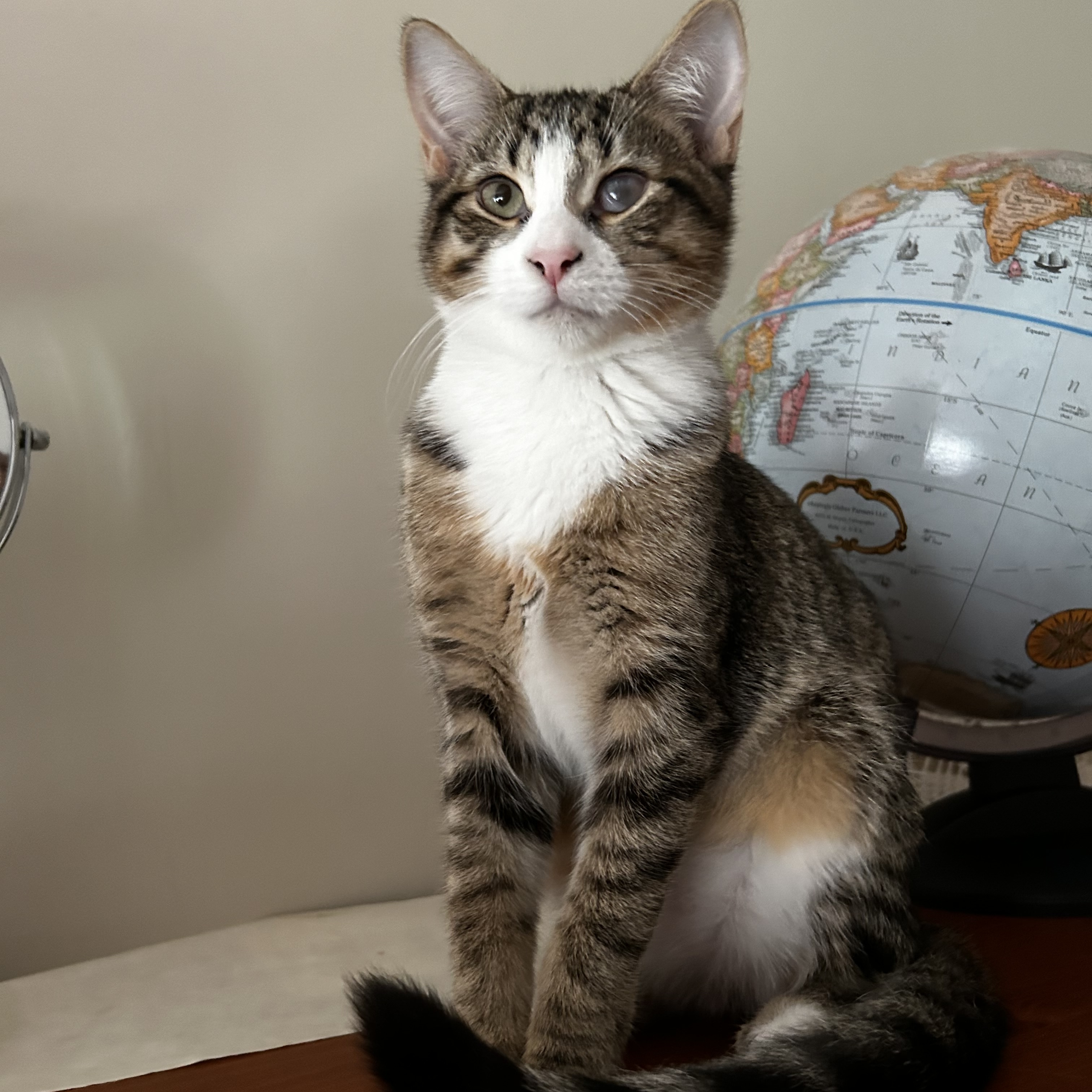 Enlarge Dory, a Adoptable Domestic Short Hair in Norwalk, CT image 3/5