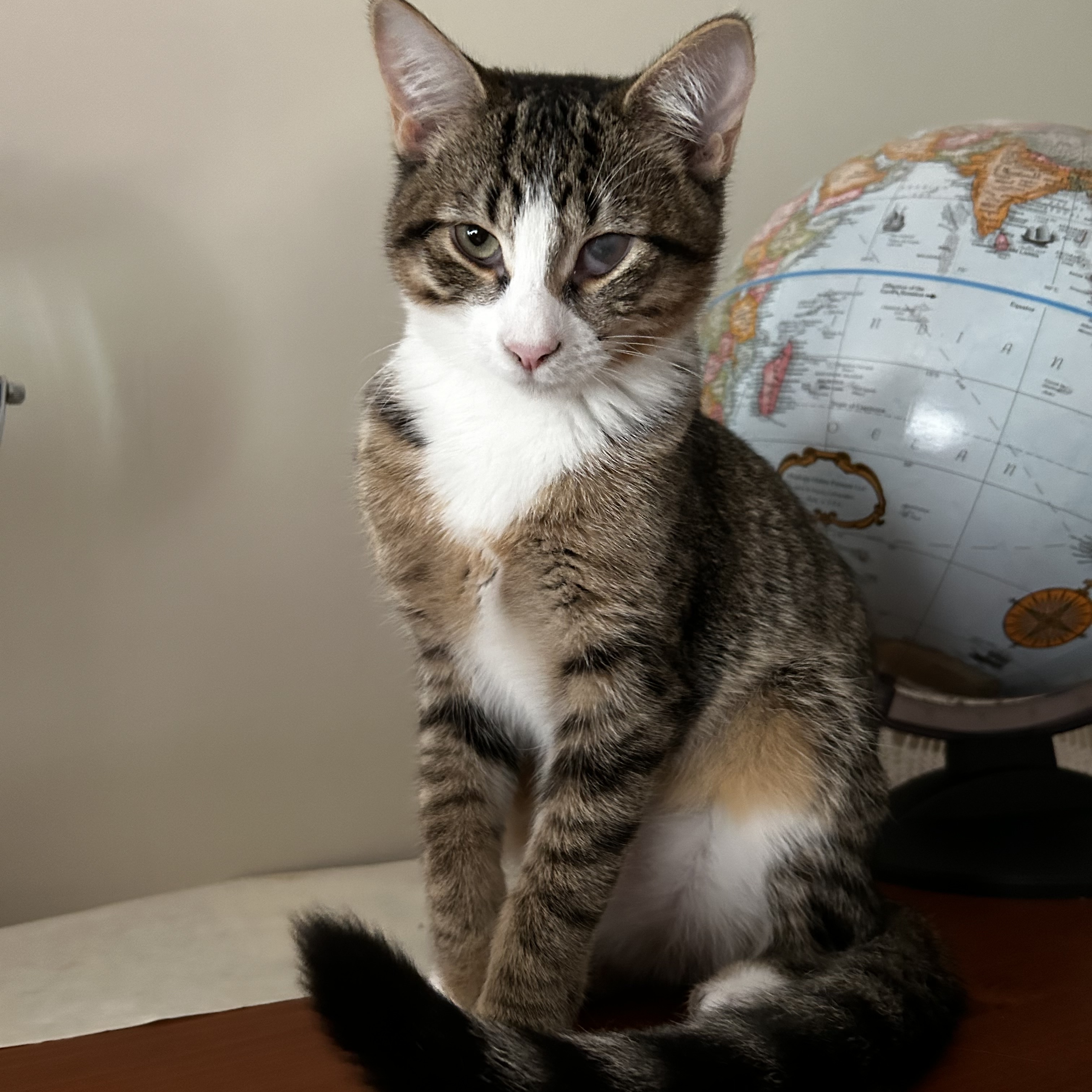 Enlarge Dory, a Adoptable Domestic Short Hair in Norwalk, CT image 4/5