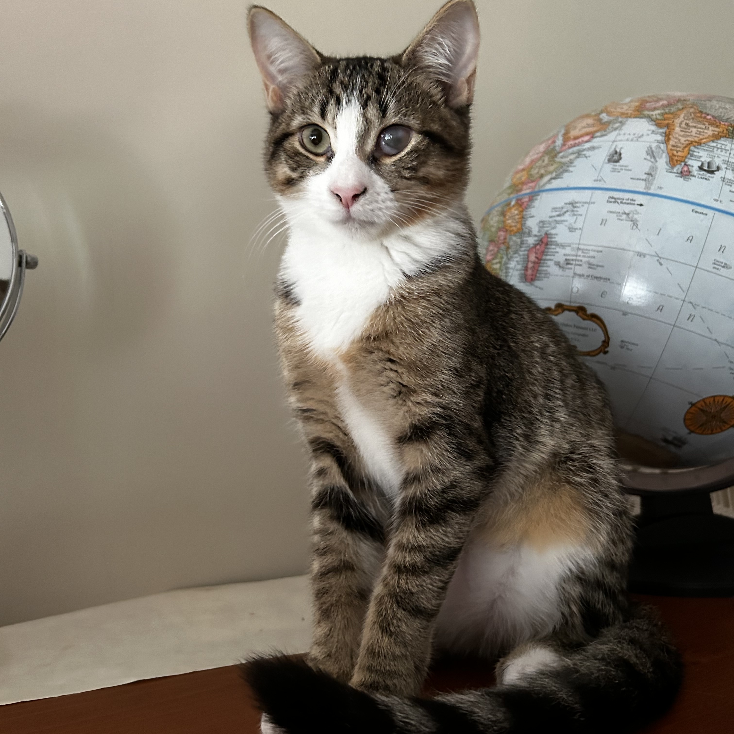 Enlarge Dory, a Adoptable Domestic Short Hair in Norwalk, CT image 2/5